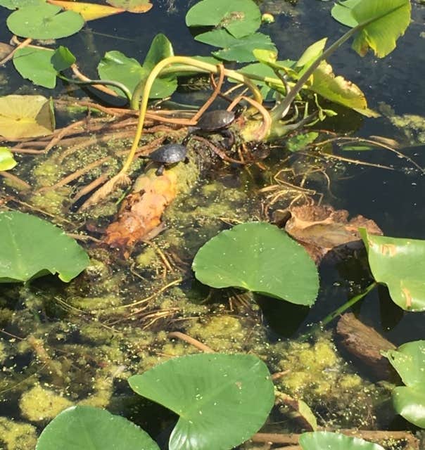 Camper-submitted photo at Punderson State Park Campground near Wickliffe, OH