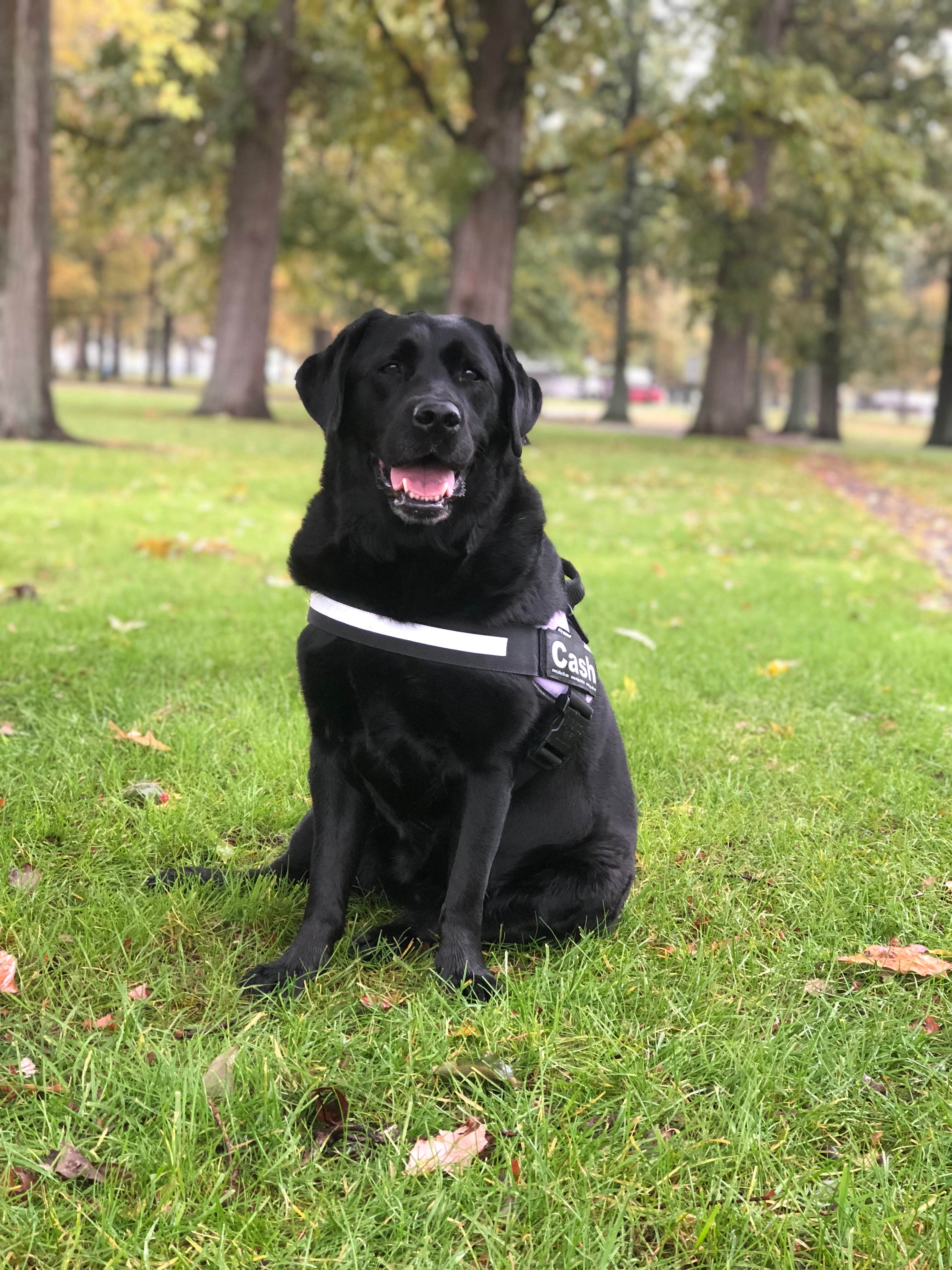 Andrea F.'s photo of camping with pets at Indian Lake State Park Campground near Lima, OH