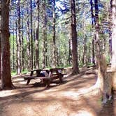 Review photo of Pharsalia Woods Lean-To Campsite by Janet R., November 6, 2017