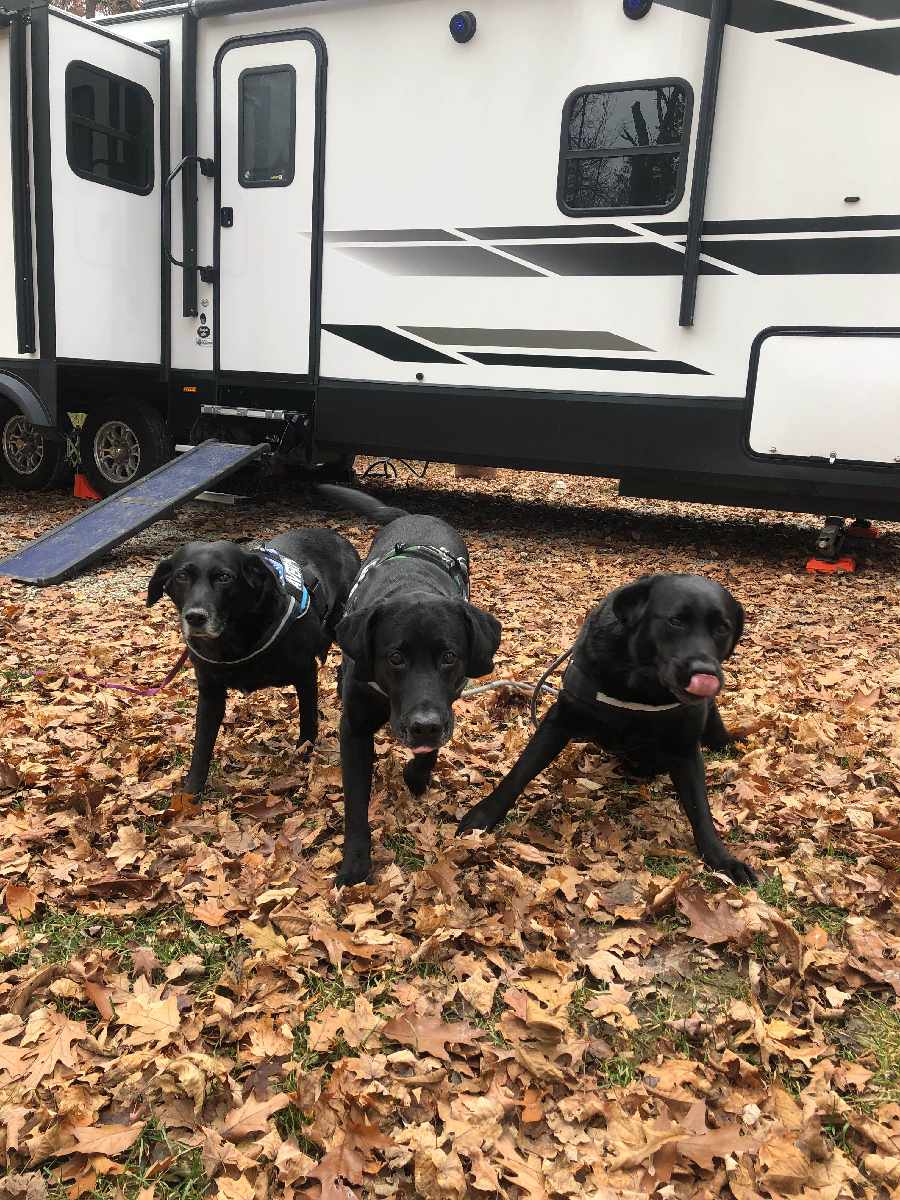 Andrea F.'s photo of camping with pets at Cardinal Center Campground near Galloway, OH