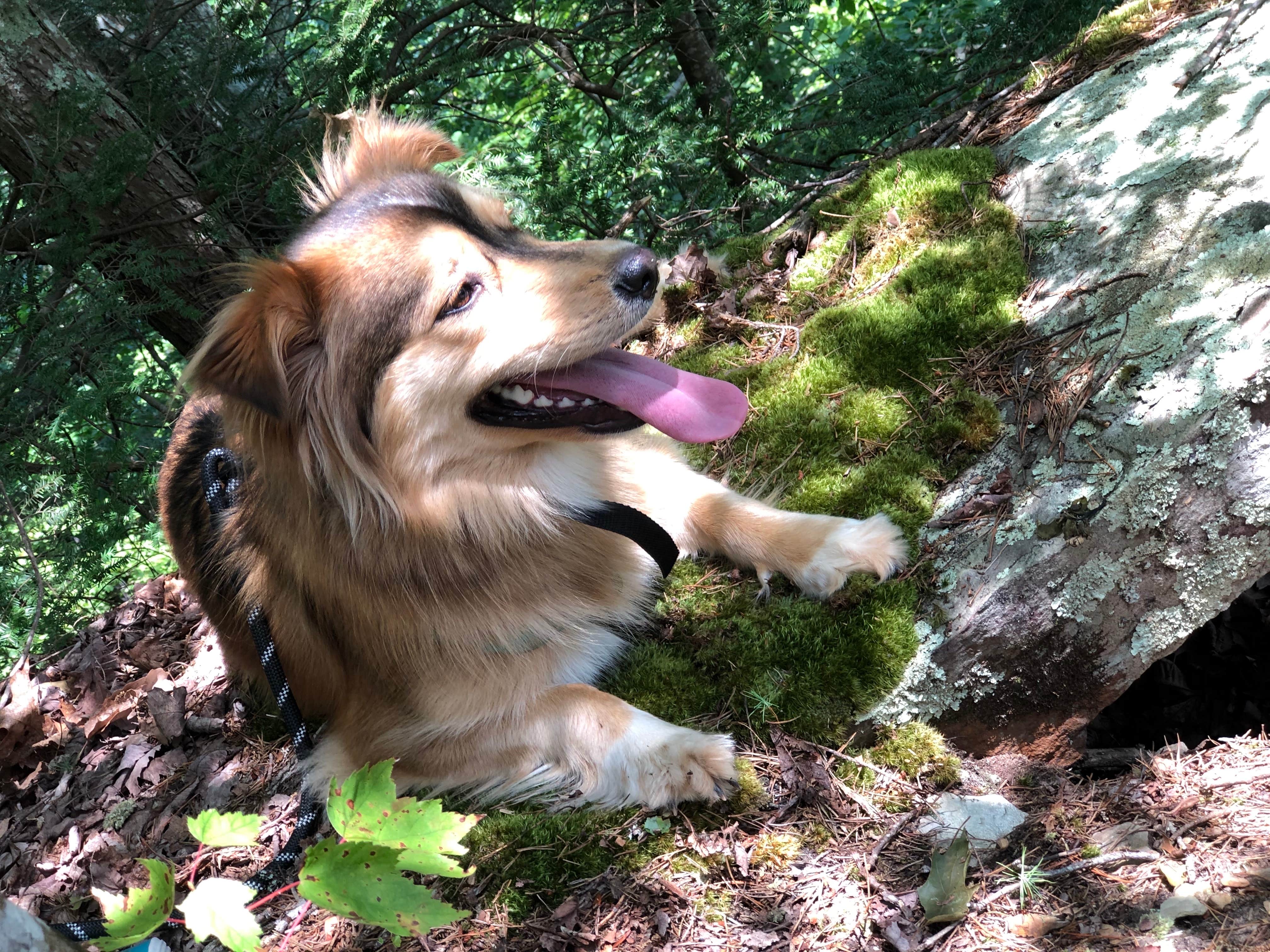 Brittni F.'s photo of camping with pets at Fall Creek Falls State Park Campground near Altamont, TN