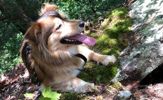 Brittni F.'s photo of camping with pets at Fall Creek Falls State Park Campground near Center Hill Lake