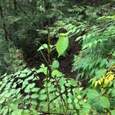 Review photo of Fall Creek Falls State Park Campground by Brittni F., July 1, 2020