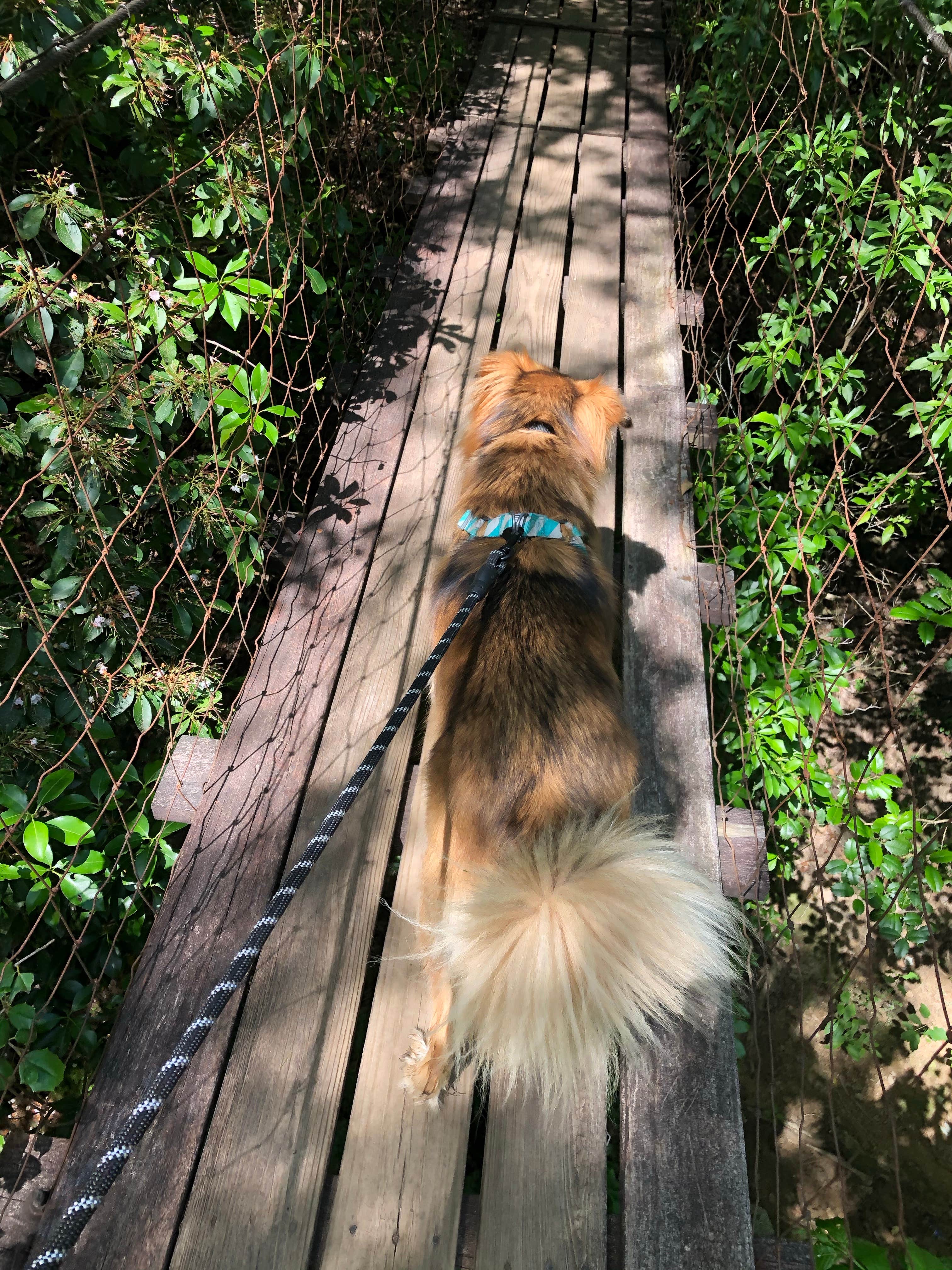 Brittni F.'s photo of camping with pets at Foster Falls Campground — South Cumberland State Park near Estill Springs, TN