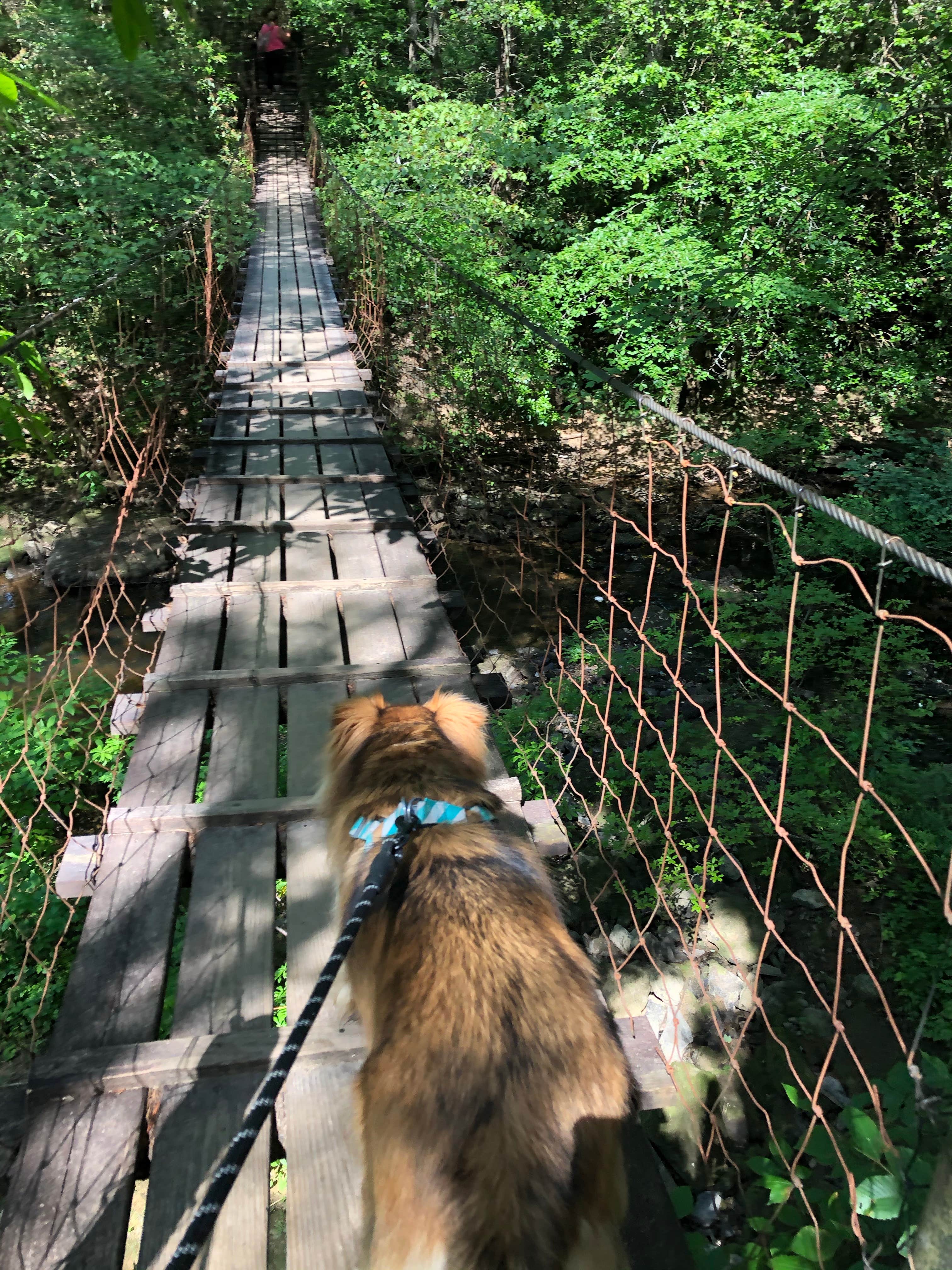 Brittni F.'s photo of camping with pets at Foster Falls Campground — South Cumberland State Park near Dunlap, TN