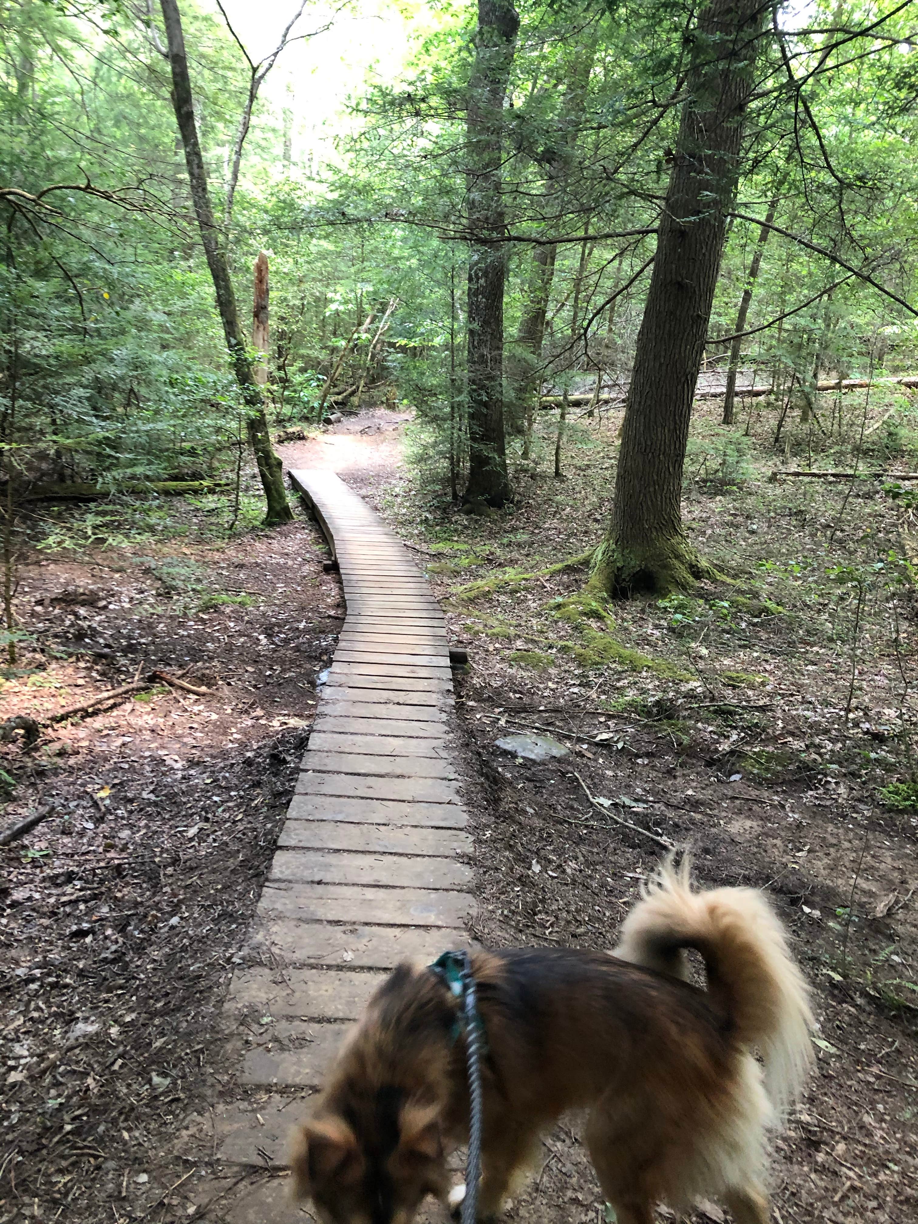 Brittni F.'s photo of camping with pets at Foster Falls Campground — South Cumberland State Park near Estill Springs, TN