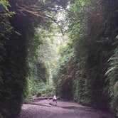 Review photo of Gold Bluffs Beach Campground — Prairie Creek Redwoods State Park by PATRICK S., July 2, 2016