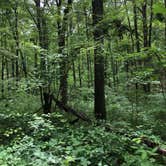 Review photo of Red River Gorge Campground by Brittni F., July 1, 2020