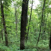 Review photo of Red River Gorge Campground by Brittni F., July 1, 2020