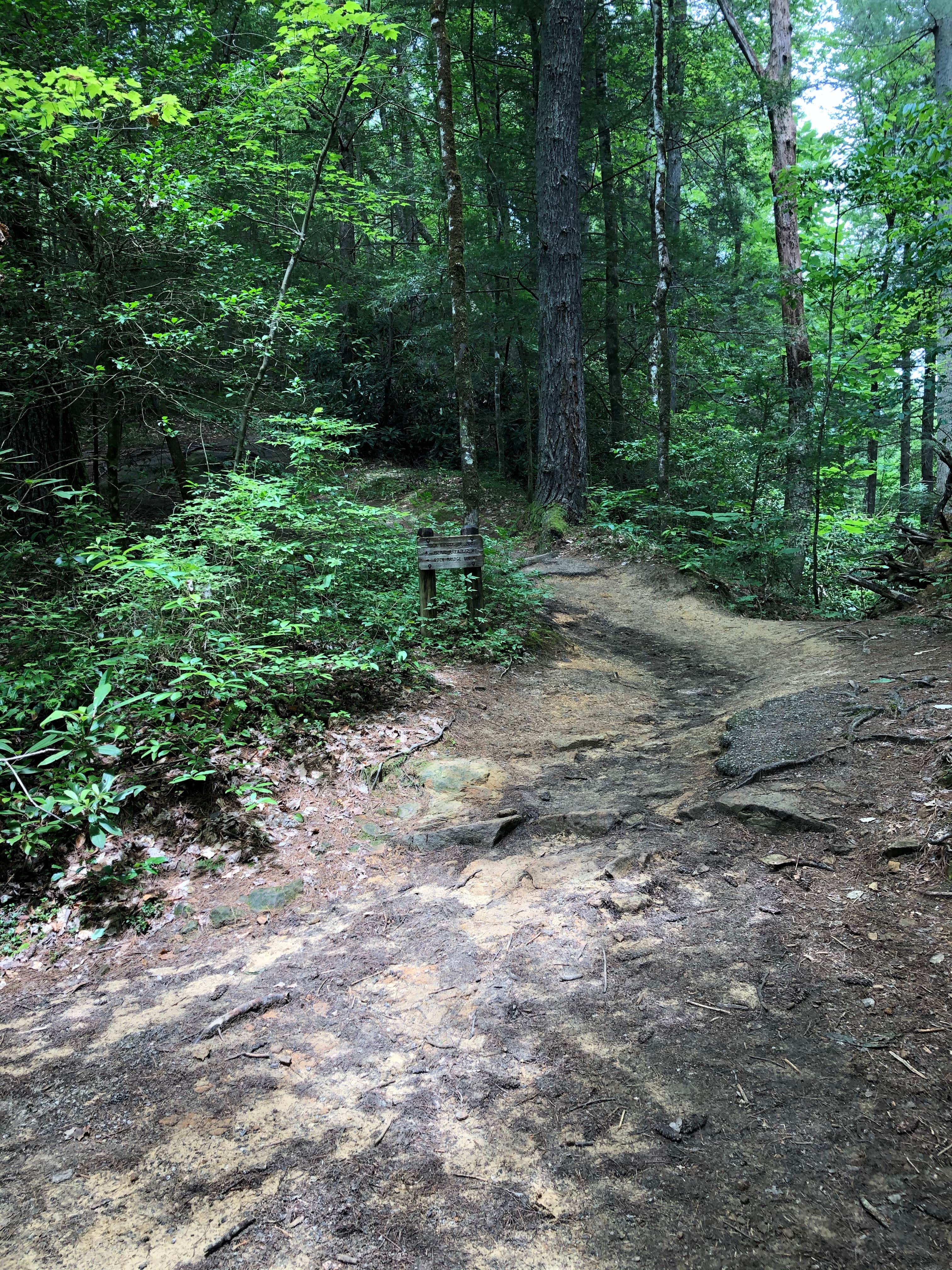 Camper submitted image from Daniel Boone National Forest Twin Knobs Recreation Area - 5