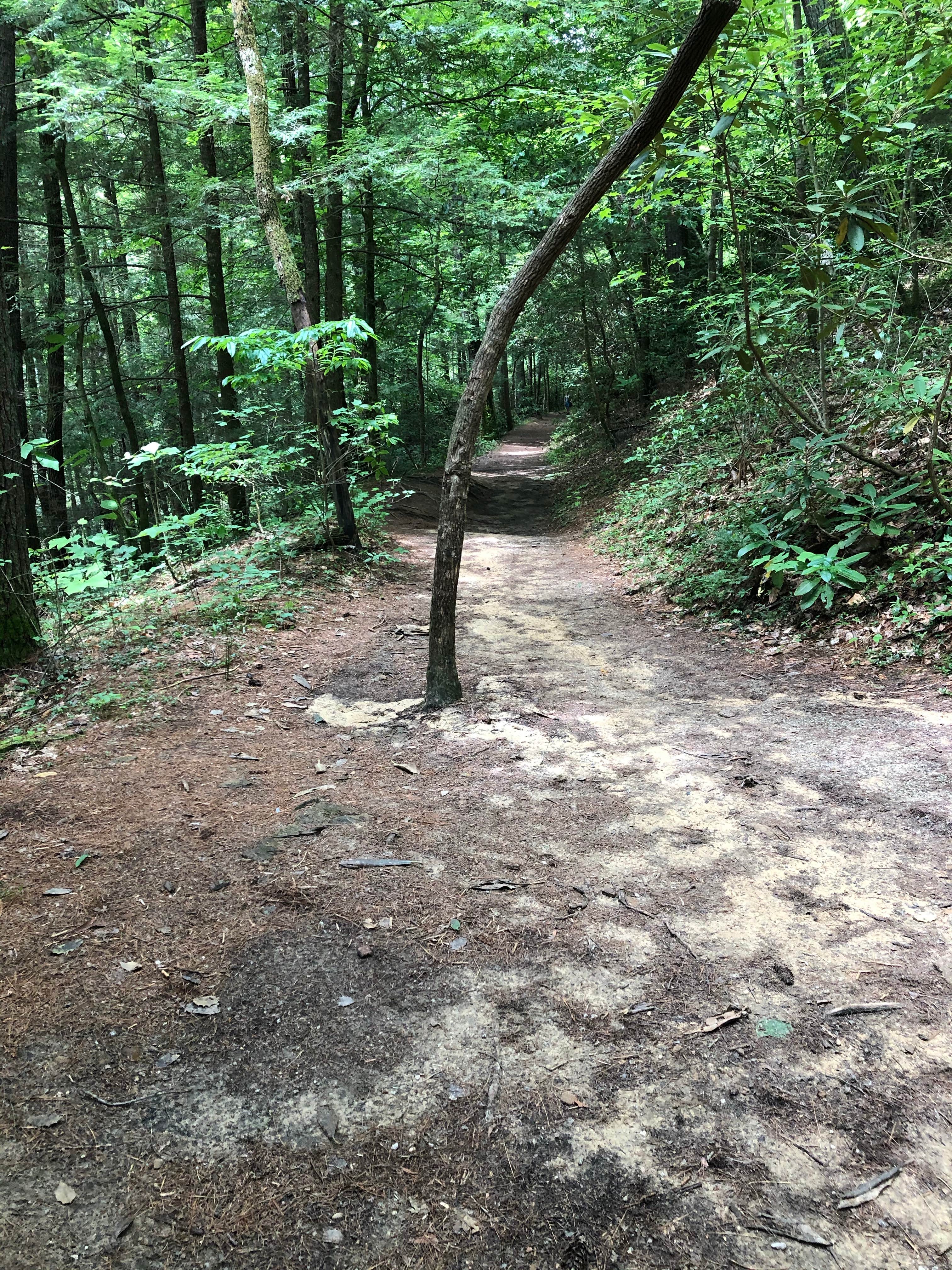 Camper submitted image from Daniel Boone National Forest Twin Knobs Recreation Area - 3