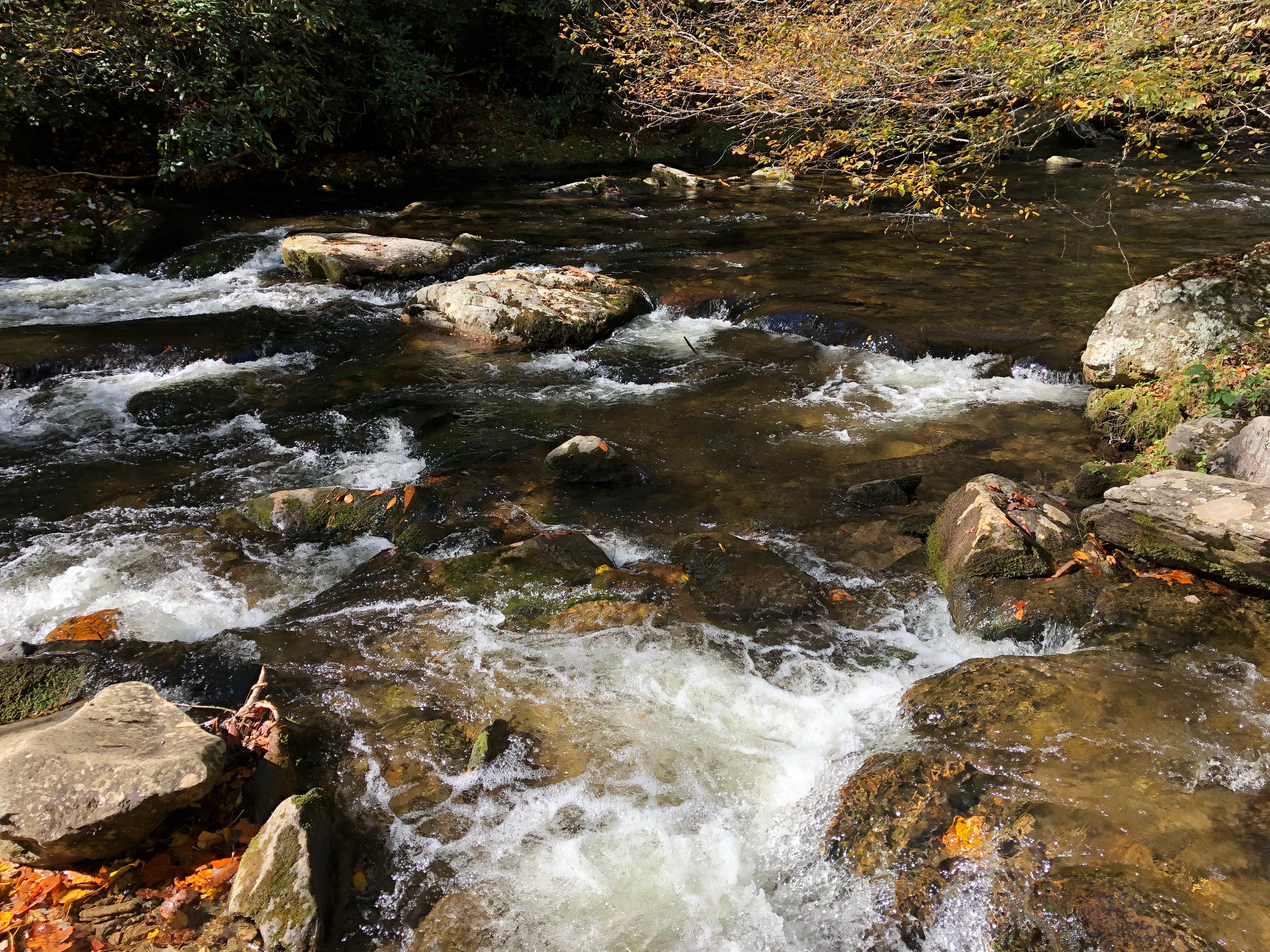 Camper submitted image from Deep Creek Campground — Great Smoky Mountains National Park - 4