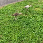 Review photo of Grand Isle State Park Campground by Bounding Around , July 1, 2020