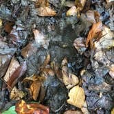 Review photo of Deep Creek Campground — Great Smoky Mountains National Park by Cory L., November 9, 2017