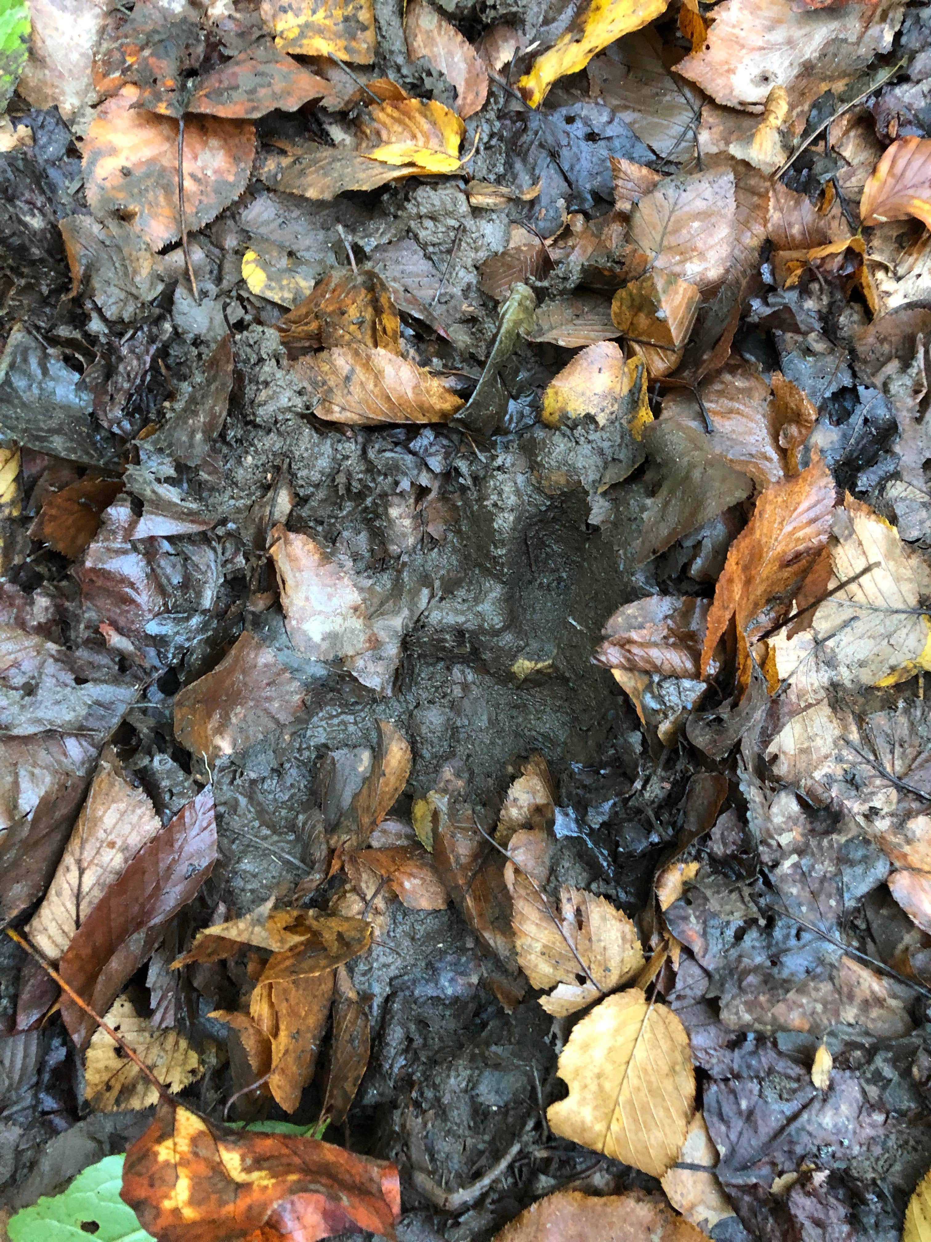 Camper submitted image from Deep Creek Campground — Great Smoky Mountains National Park - 2