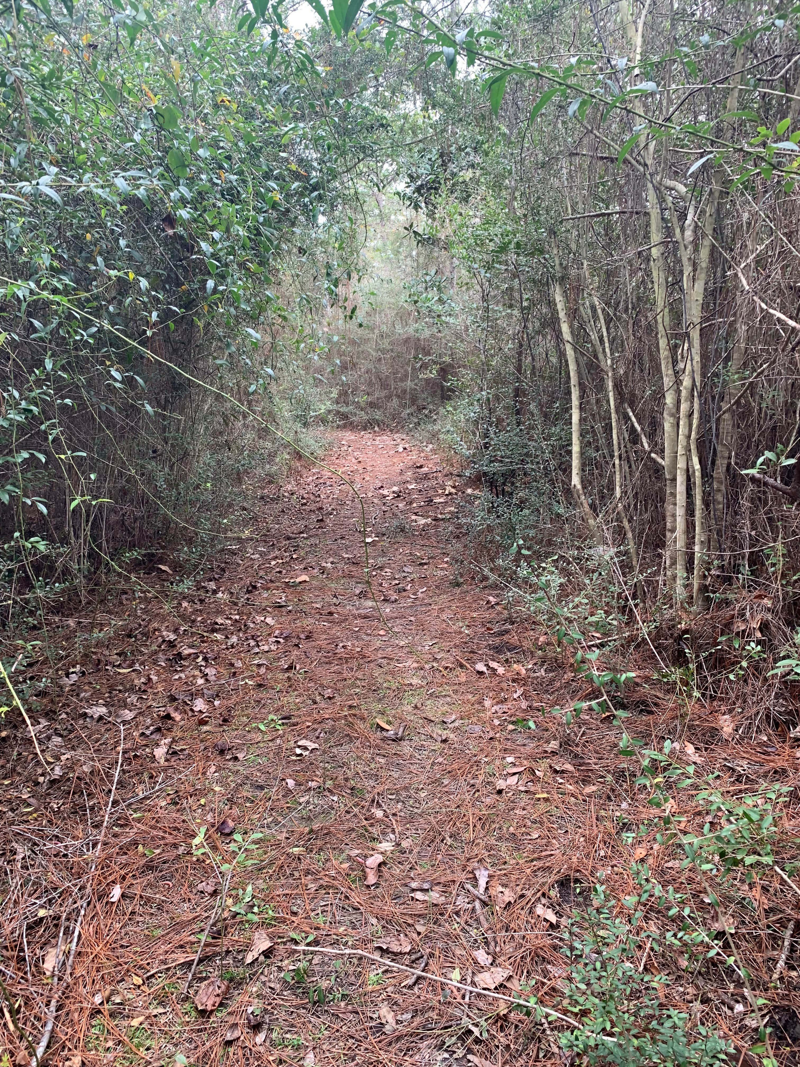 Camper-submitted photo at Shepard State Park Campground near Ocean Springs, MS