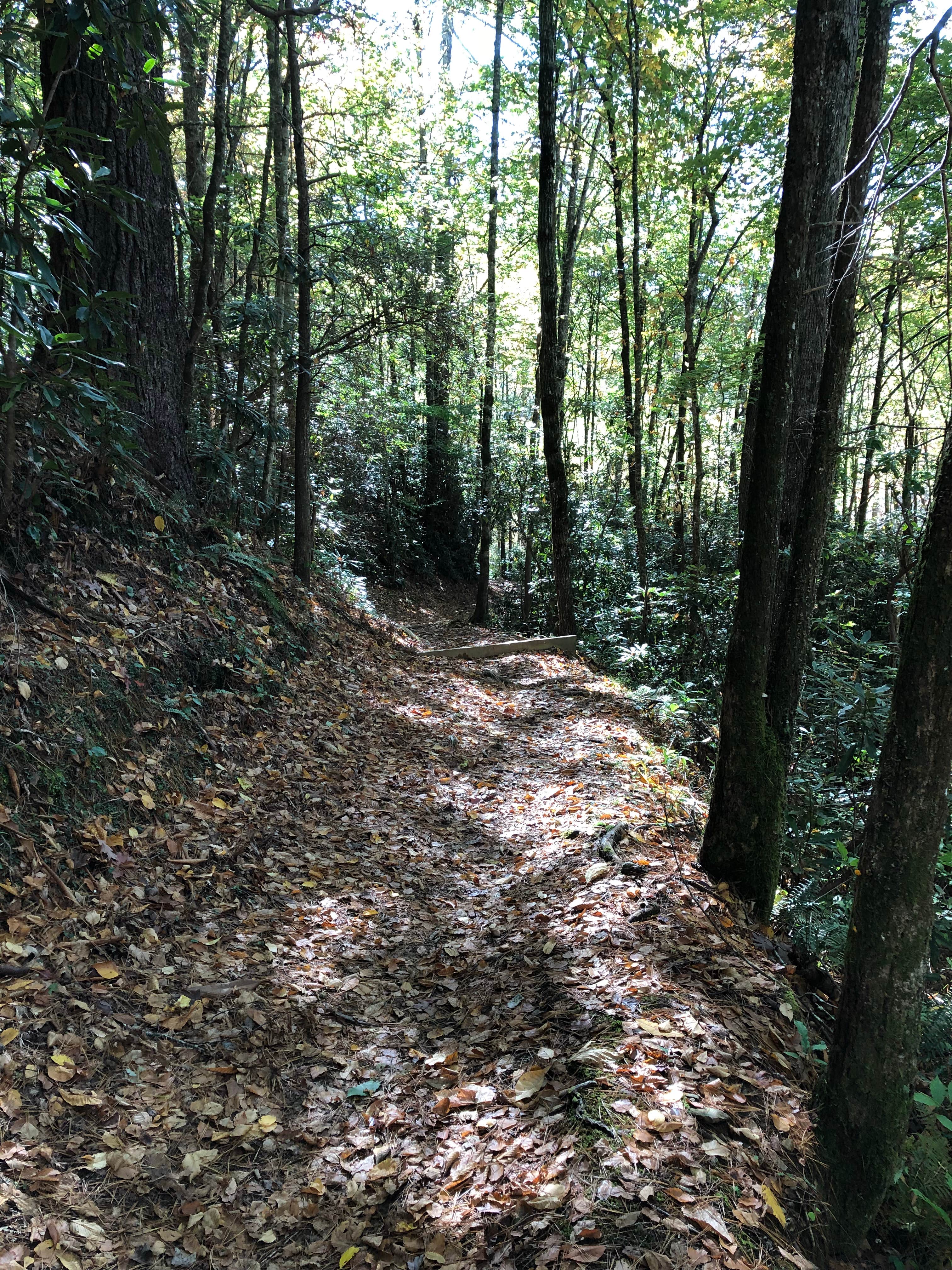 Camper submitted image from Deep Creek Campground — Great Smoky Mountains National Park - 2