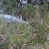 Review photo of Davis Bayou Campground — Gulf Islands National Seashore by Bounding Around , July 1, 2020