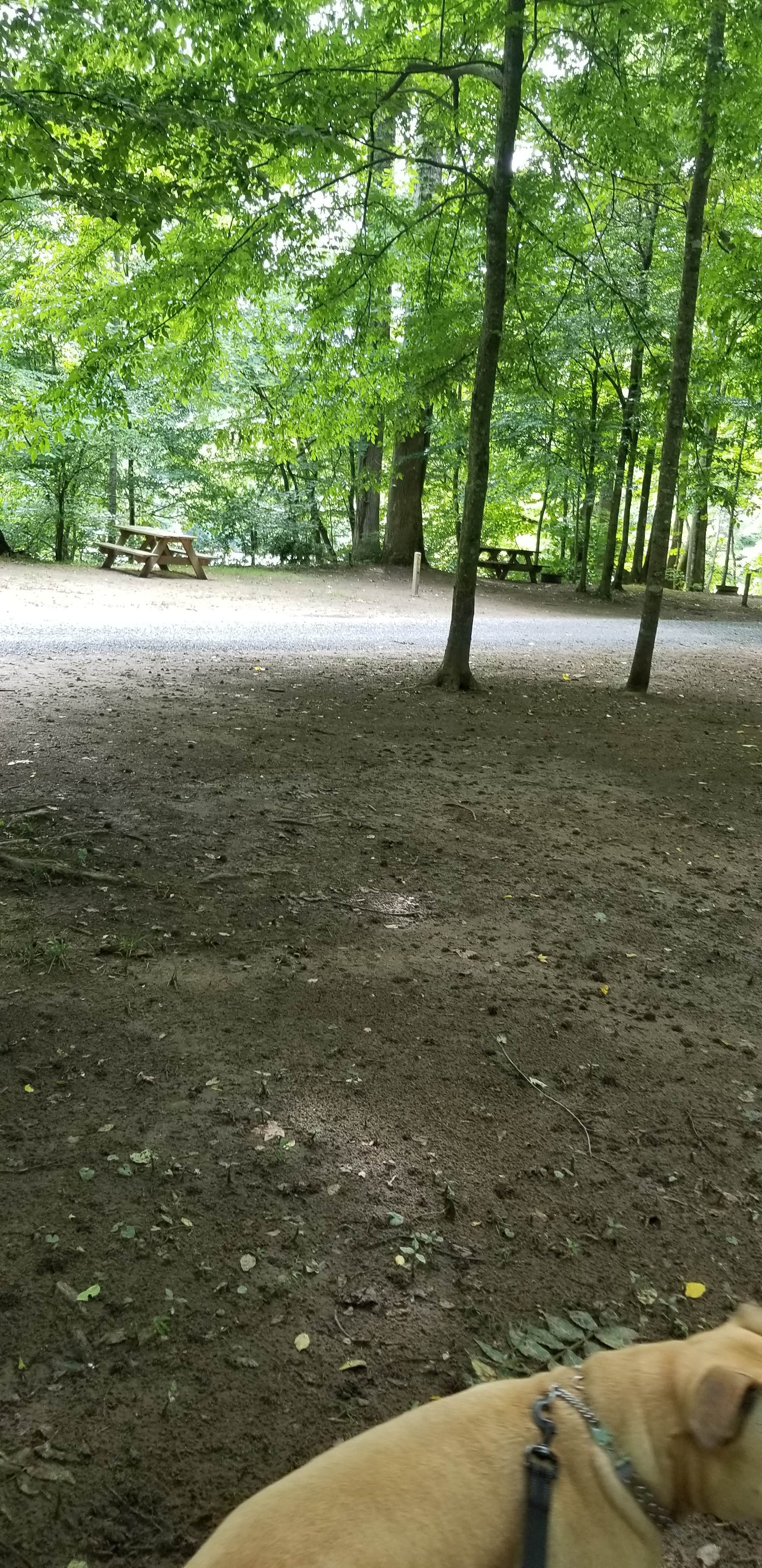Patti  C.'s photo of camping with pets at Fox Fire Riverside Campground near Hot Springs, NC