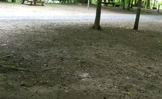 Patti C.'s photo of camping with pets at Fox Fire Riverside Campground near Cosby, TN