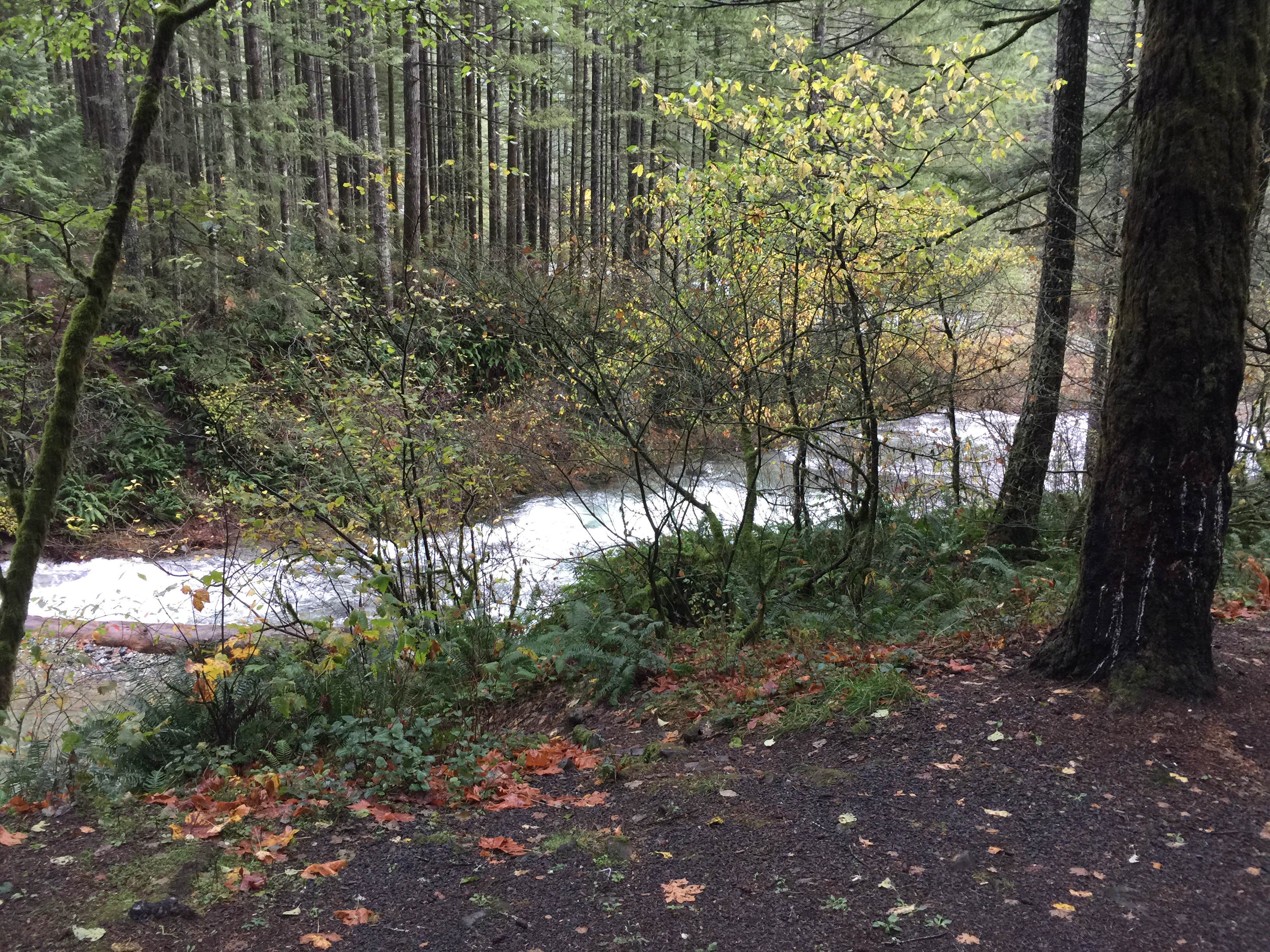 Camper-submitted photo at Dougan Creek Campground near Bridal Veil, OR