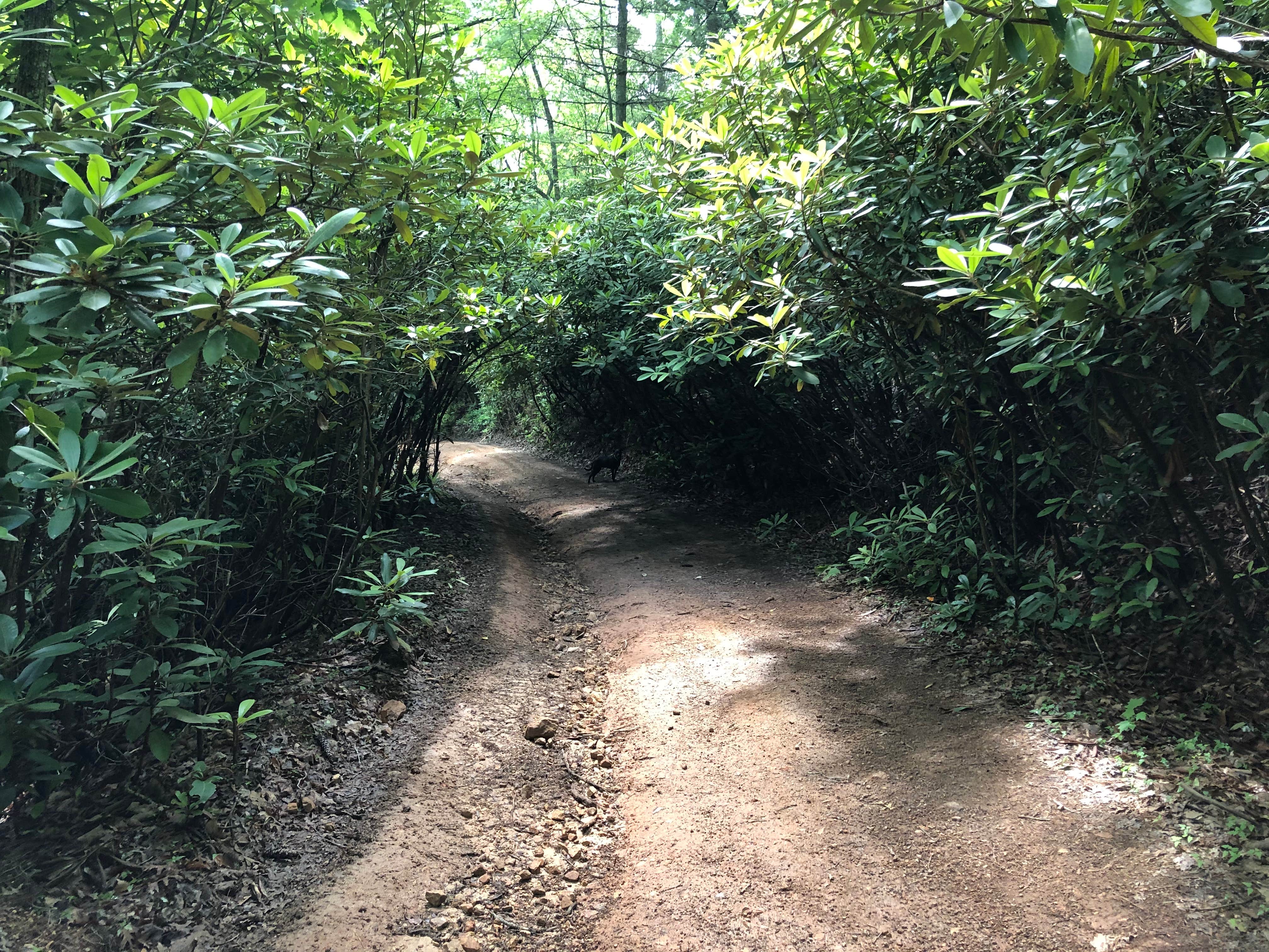 Camper-submitted photo at R&D Campground near Laurel Bloomery, TN
