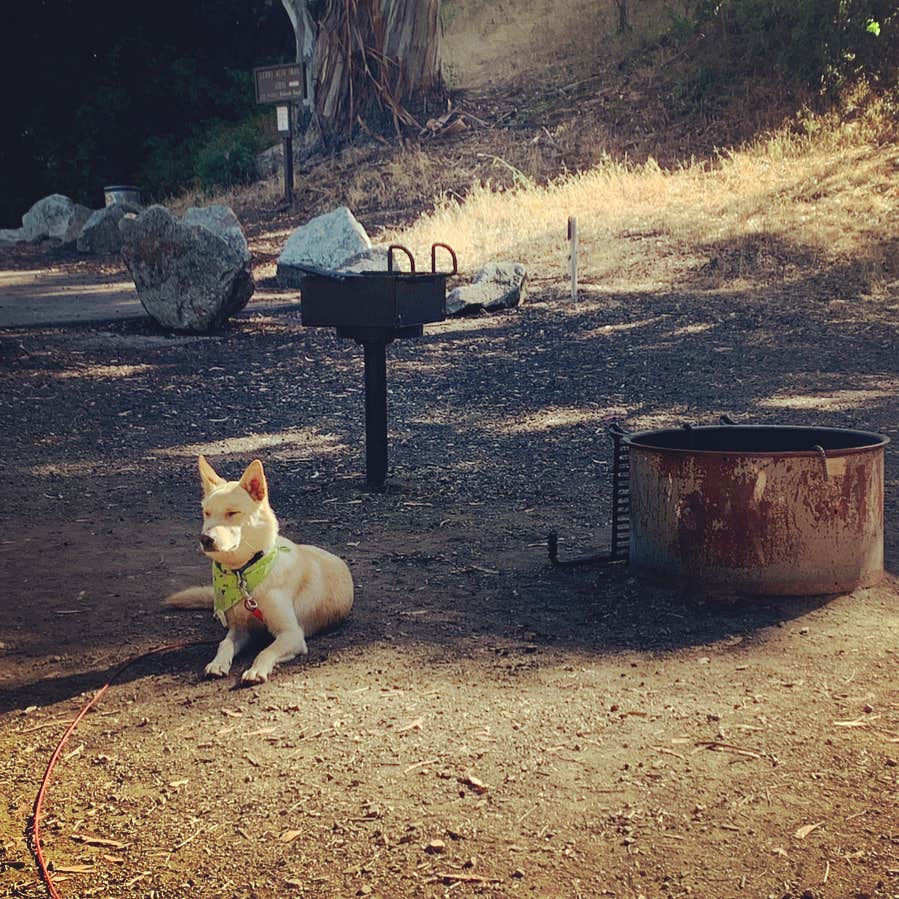 Christine O.'s photo of camping with pets at Cerro Alto Campground near Cambria, CA