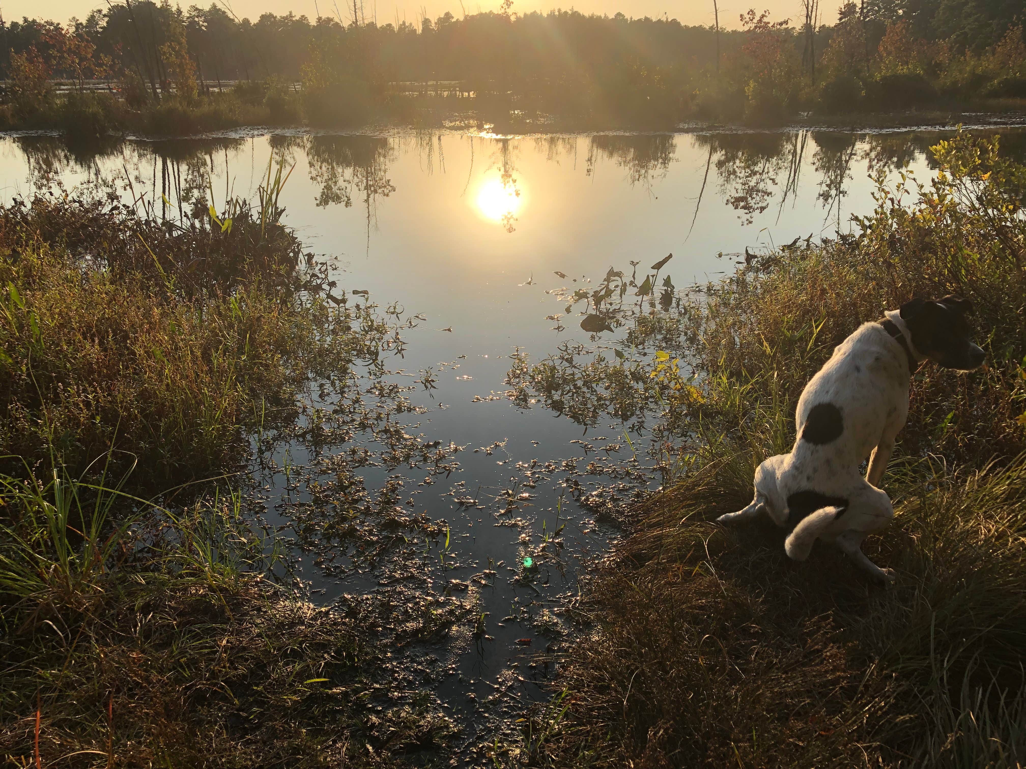 Meg F.'s photo of camping with pets at Lower Forge Camp near Wall, NJ