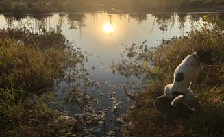 Meg F.'s photo of camping with pets at Lower Forge Camp near Toms River, NJ