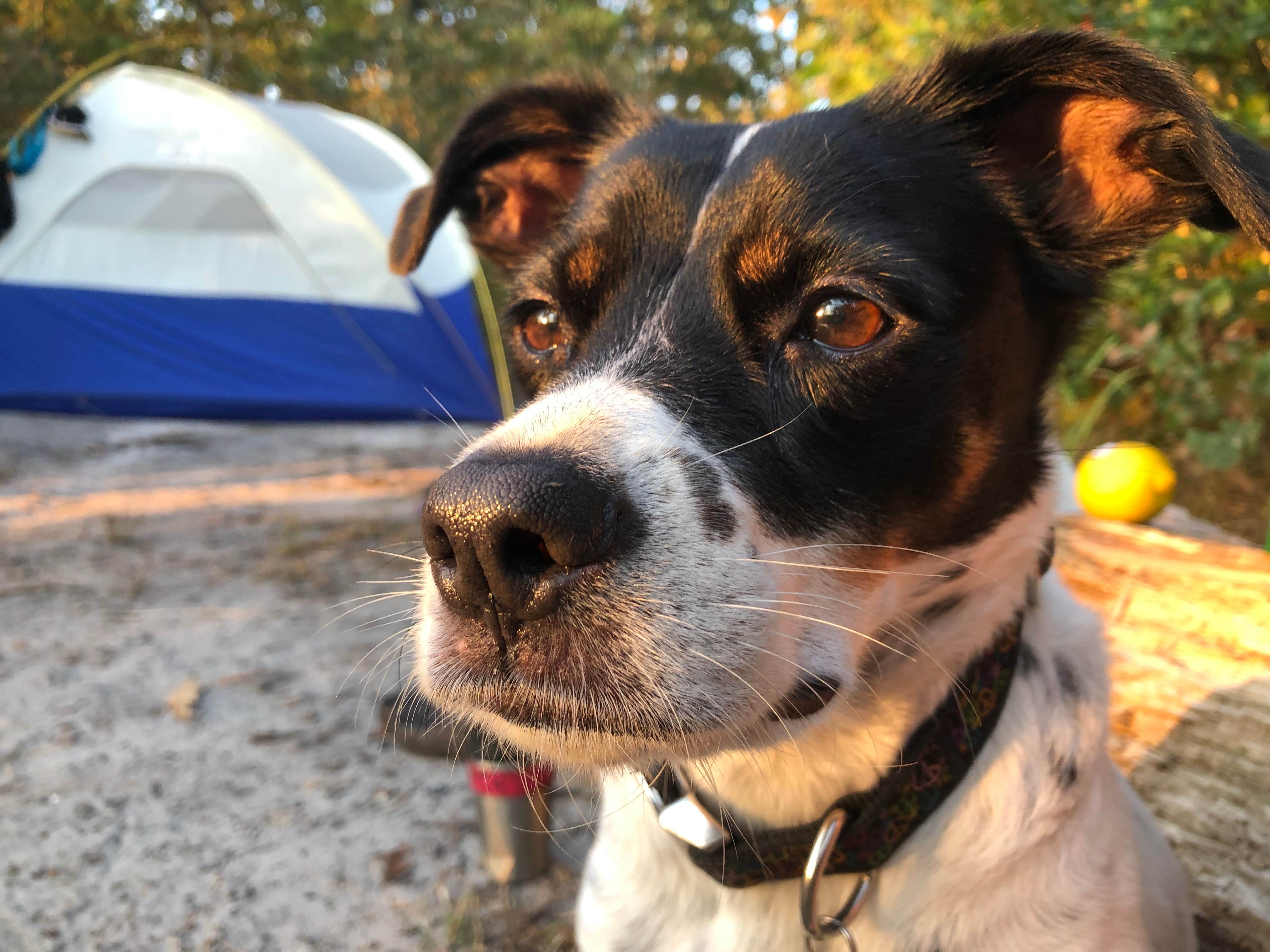 Meg F.'s photo of tent camping at Lower Forge Camp near Princeton, NJ