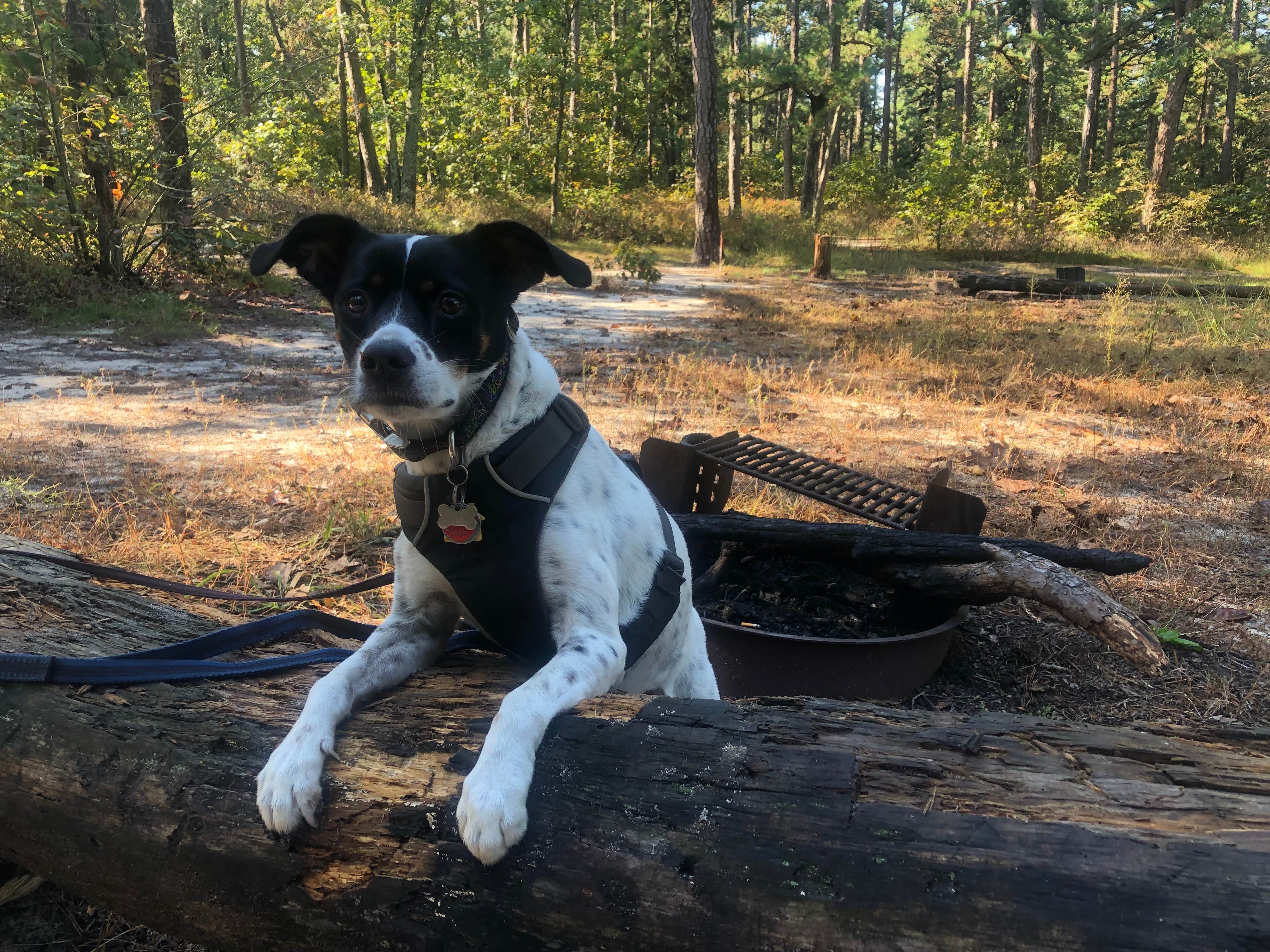 Camper-submitted photo at Lower Forge Camp near Beachwood, NJ