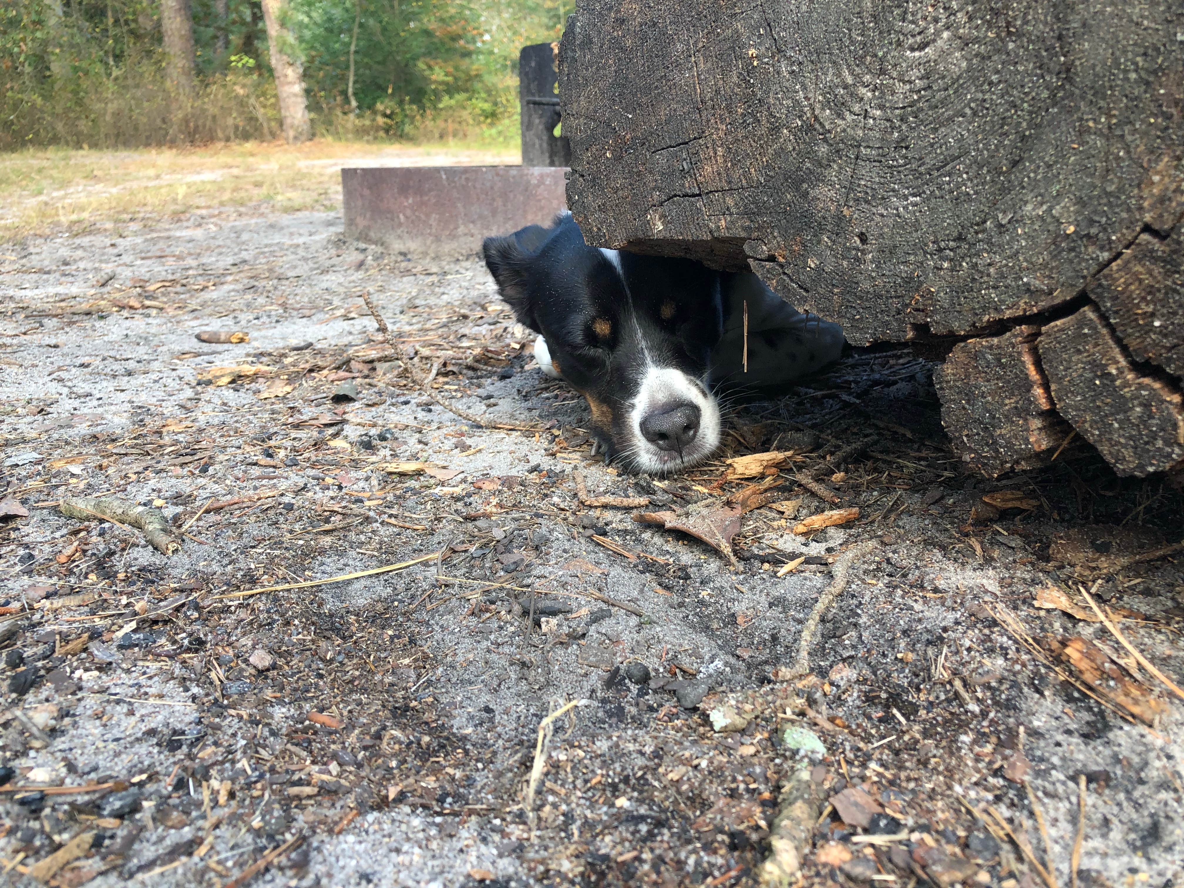 Camper-submitted photo at Lower Forge Camp near Beachwood, NJ