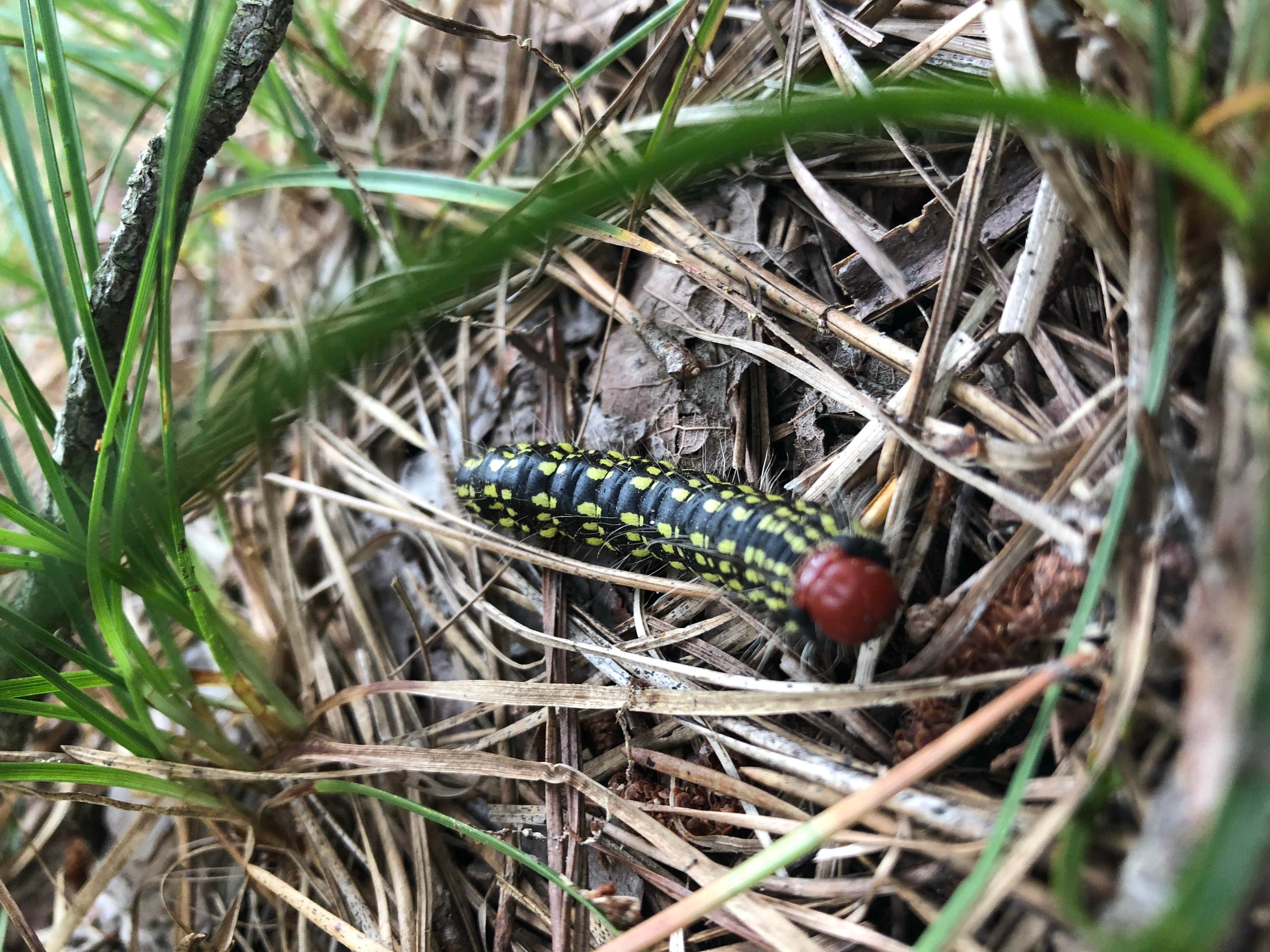 Camper-submitted photo at Lower Forge Camp near Beachwood, NJ