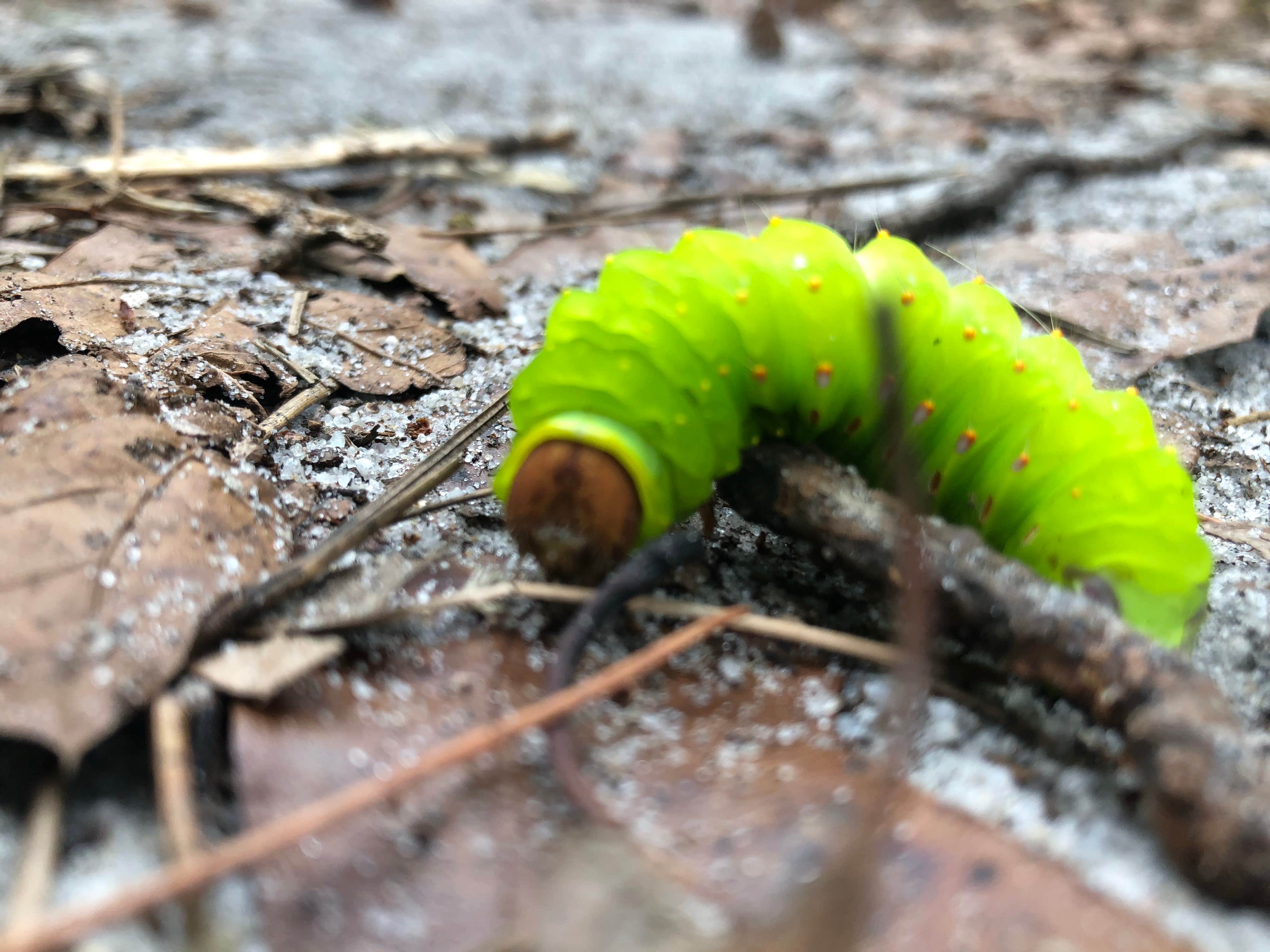 Camper-submitted photo at Lower Forge Camp near Beachwood, NJ