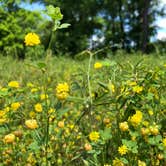 Review photo of Powhatan State Park Campground by RL , May 26, 2020