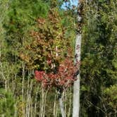 Review photo of Fontainebleau State Park Campground by Paula W., November 14, 2017