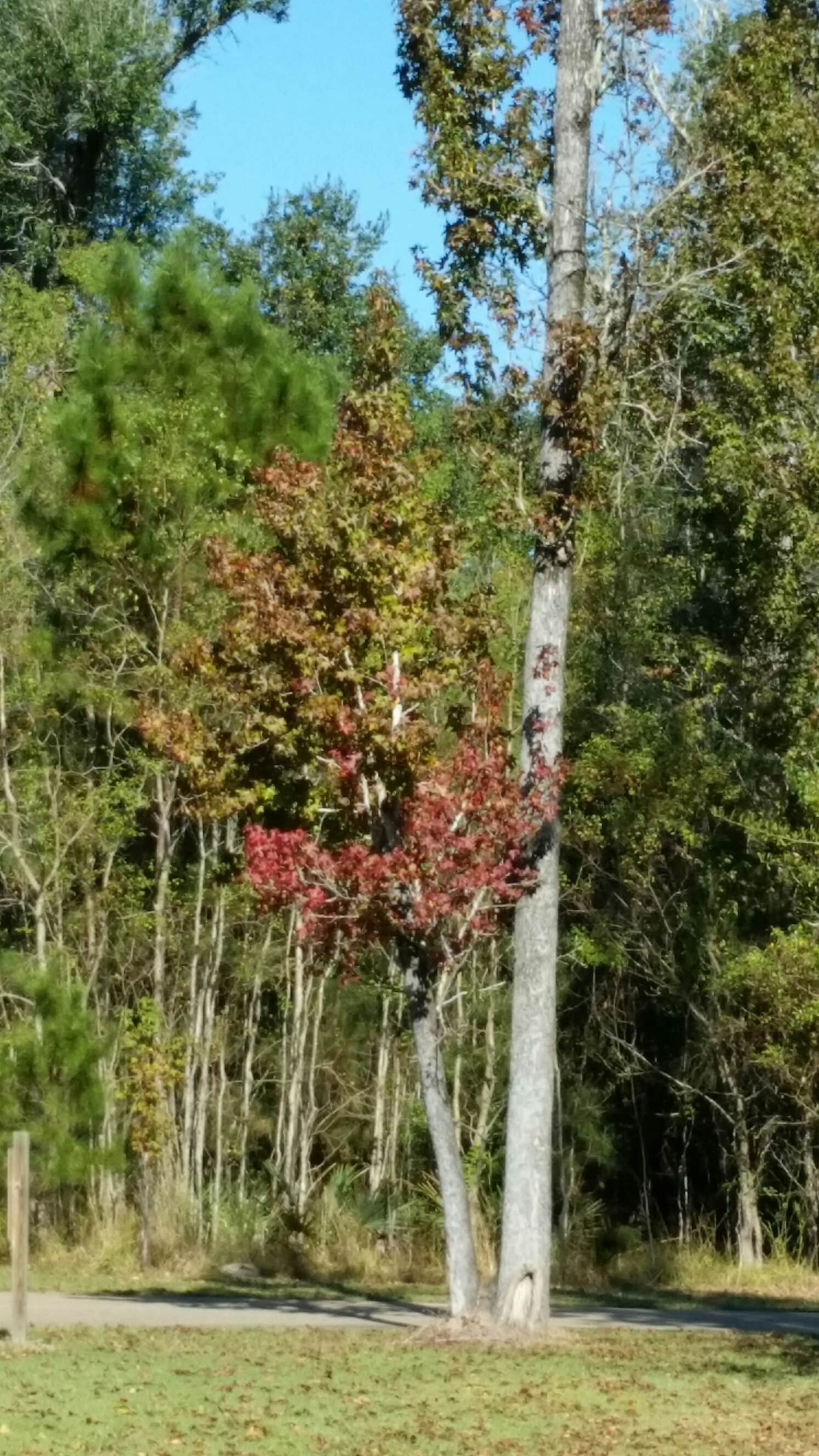 Camper submitted image from Fontainebleau State Park Campground - 1