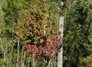 Fontainebleau State Park Campground