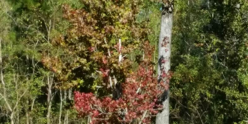 Camper submitted image from Fontainebleau State Park Campground