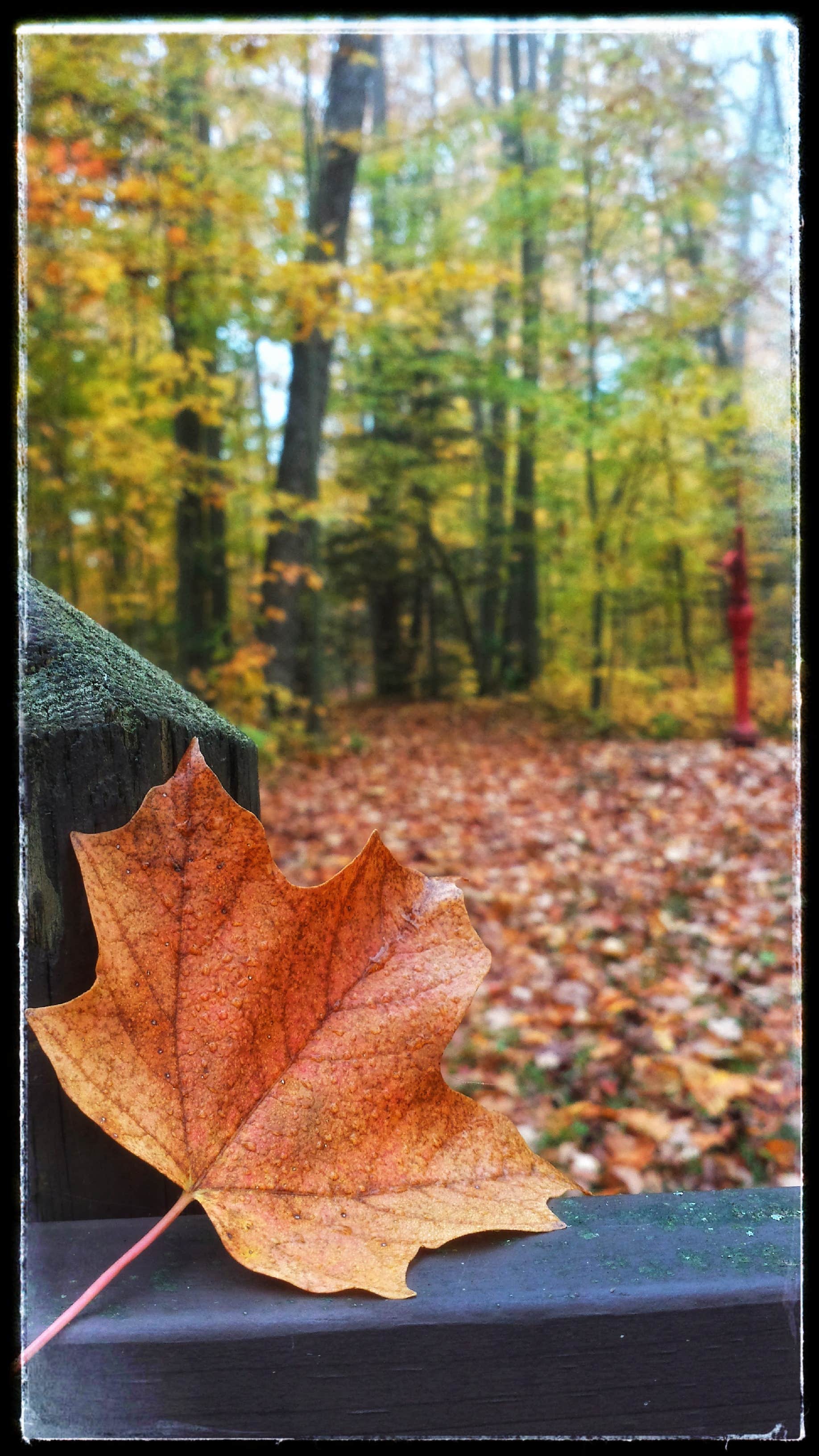 Camper-submitted photo at Hay Lake Campground and Day-Use Area near Turner, MN