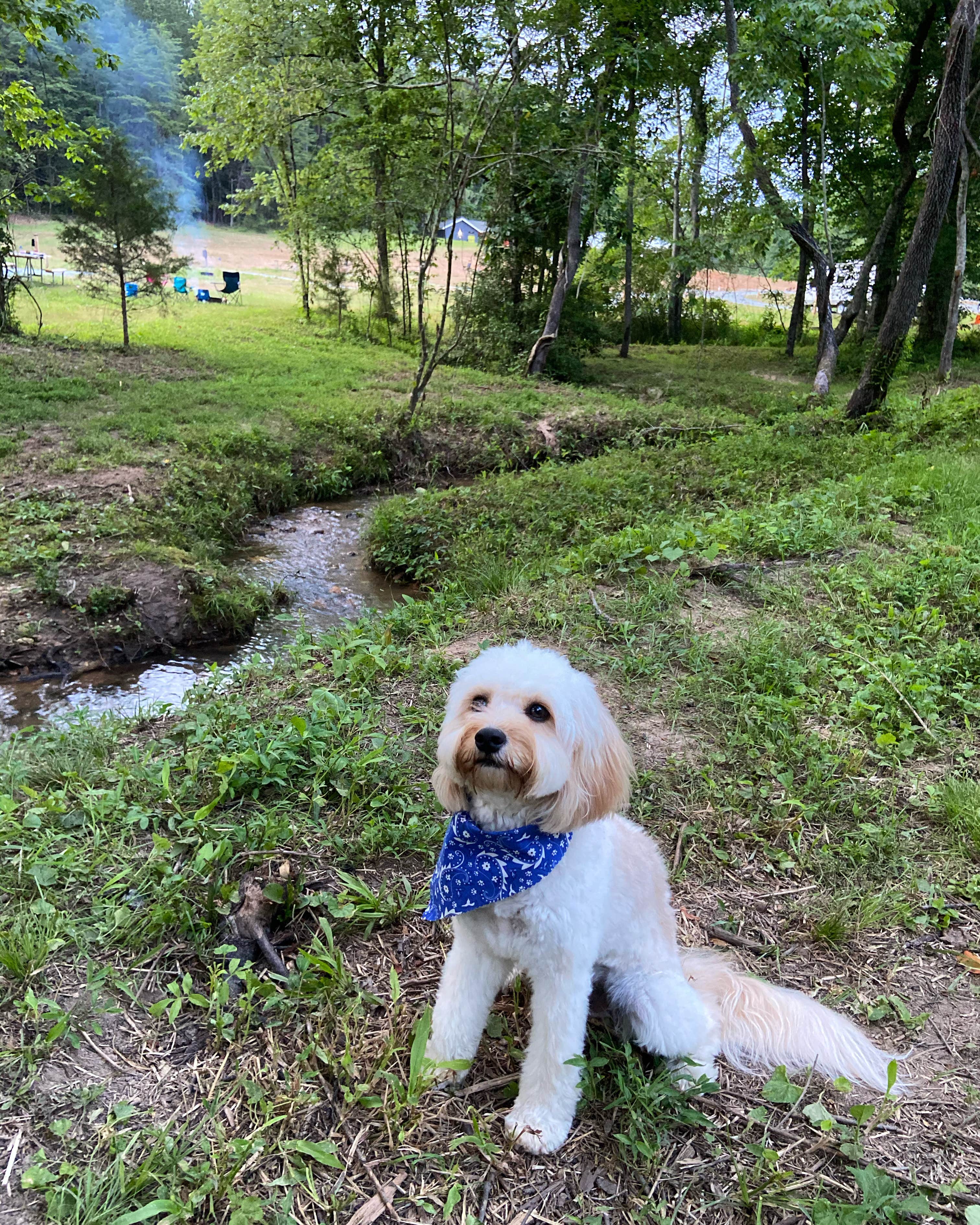 Zach H.'s photo of camping with pets at Emberglow Outdoor Resort near Inman, SC