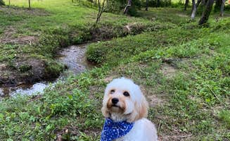 Zach H.'s photo of camping with pets at Emberglow Outdoor Resort near Spartanburg, SC