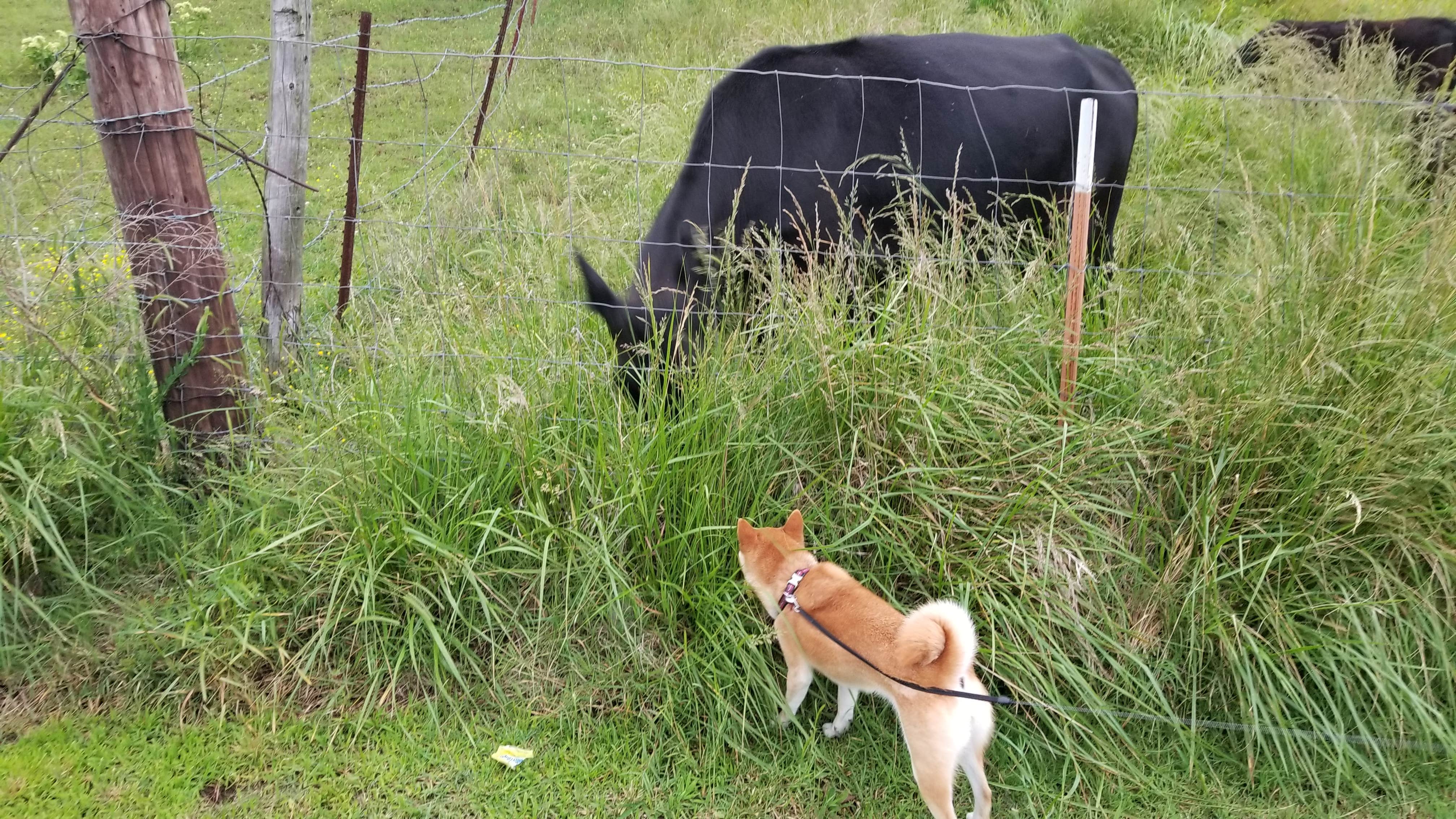 Animals