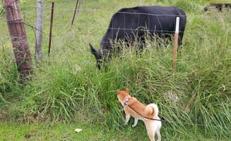 Will and Lucinda B.'s photo of camping with pets at Country View RV Park near Tahlequah, OK
