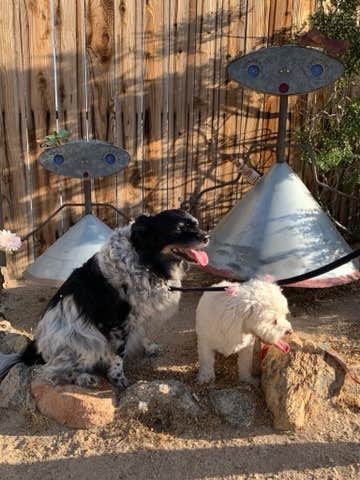 David H.'s photo of camping with pets at Joshua Tree Lake RV & Campground near Twentynine Palms, CA