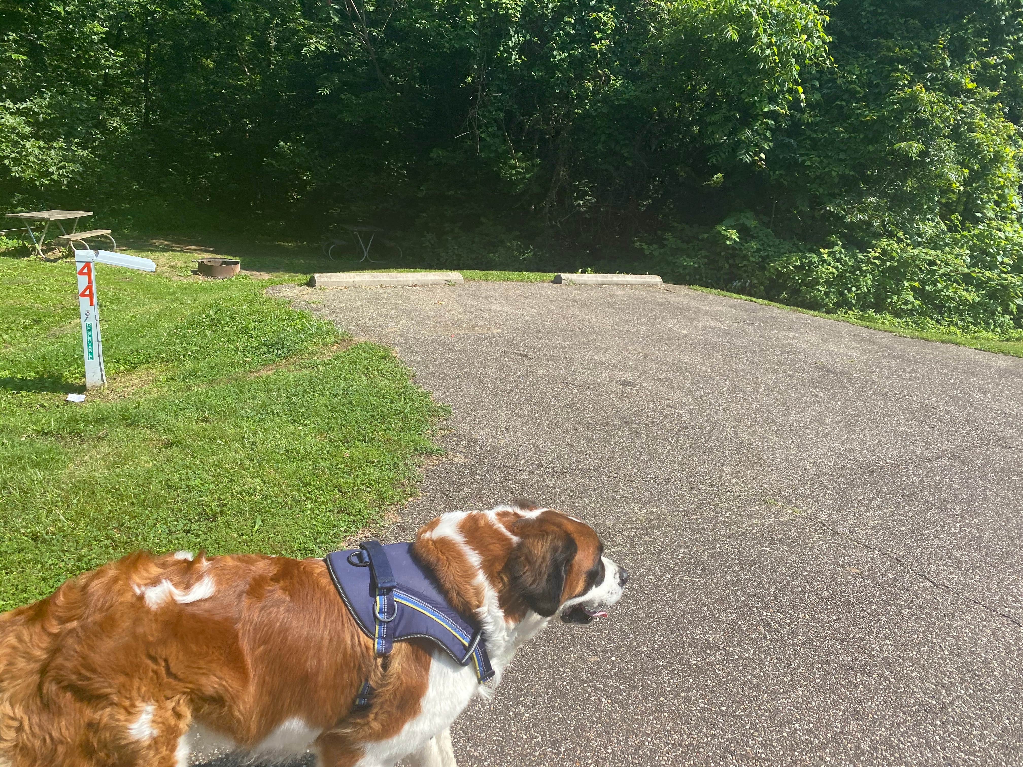 Ed A.'s photo of camping with pets at Forked Run State Park Campground near Vienna, WV