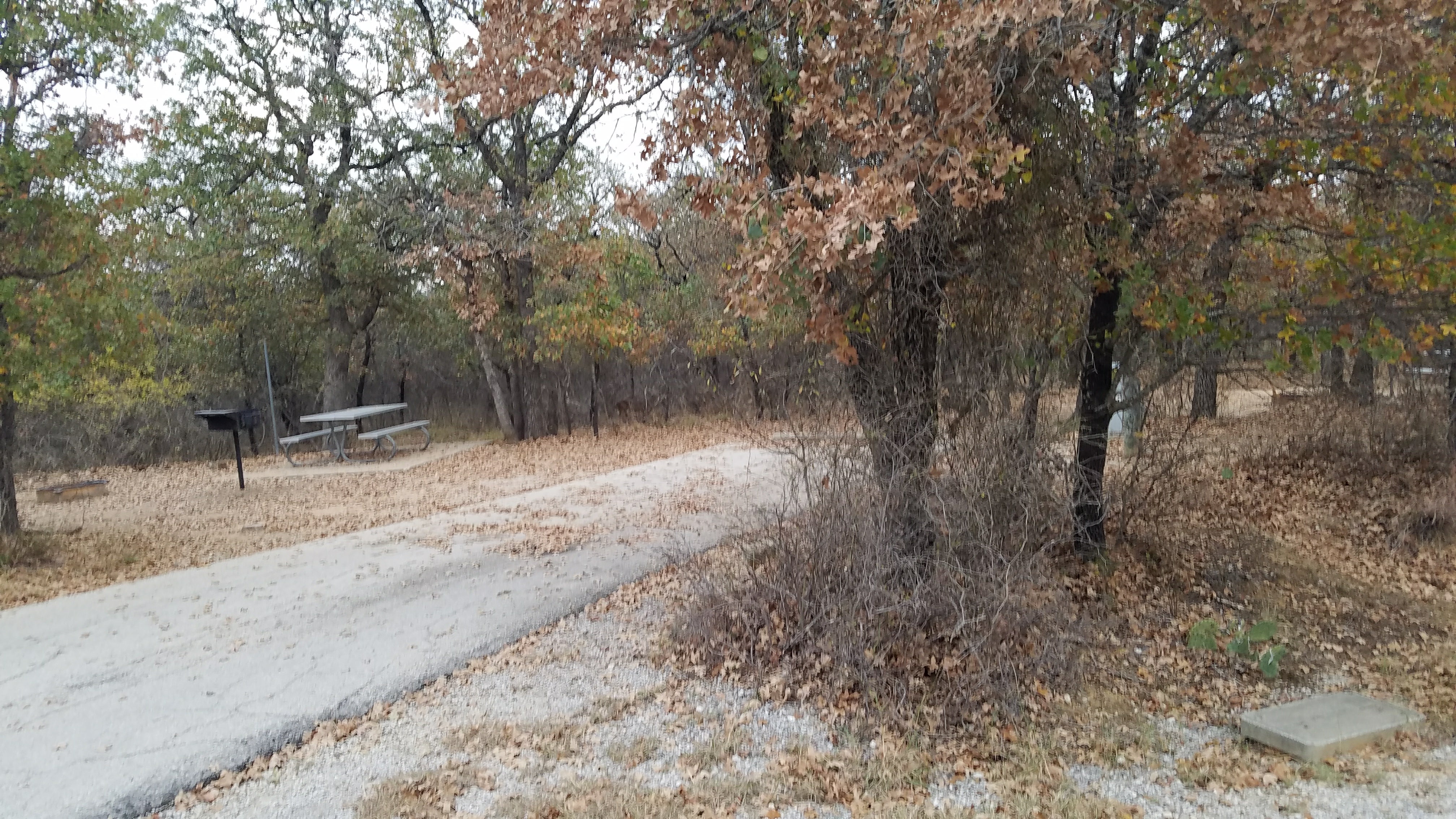Camper submitted image from Live Oak — Lake Mineral Wells State Park - 5