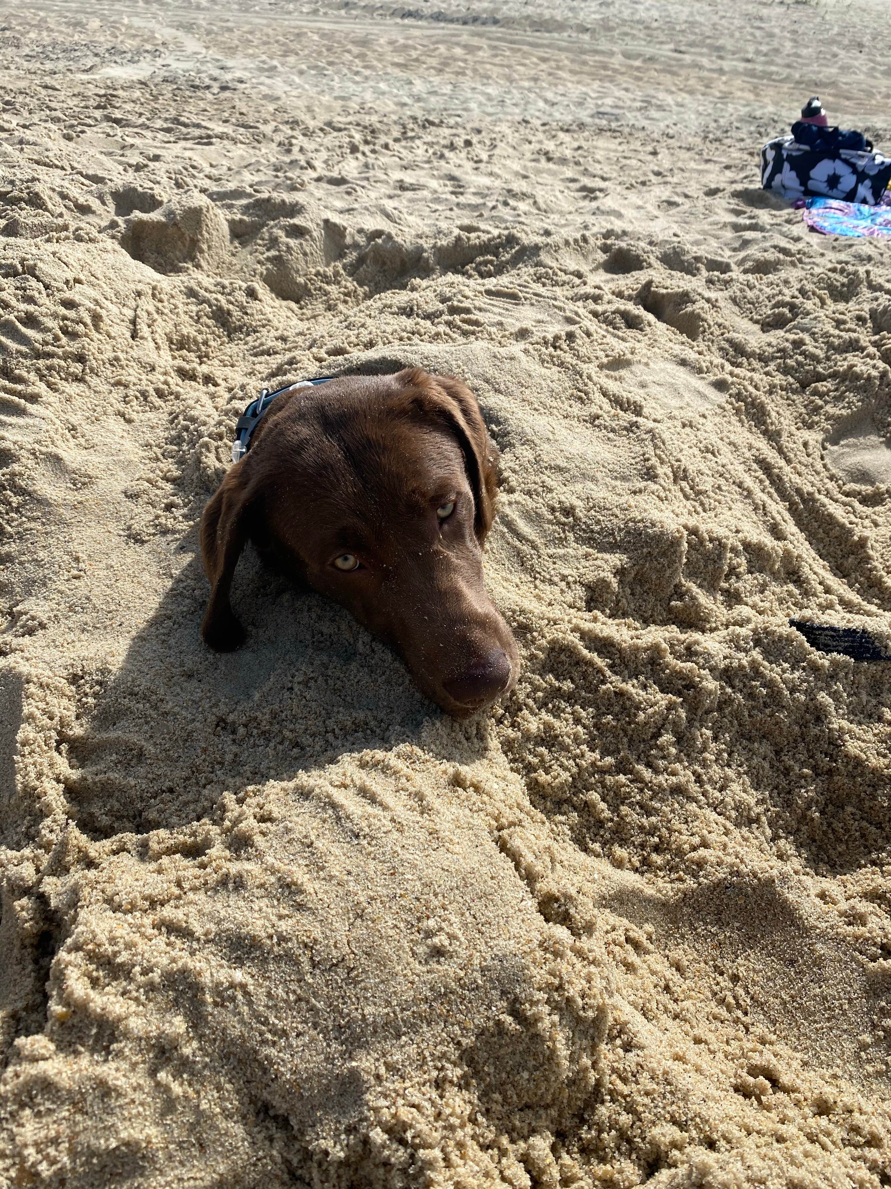 Rachael H.'s photo of camping with pets at Cape Hatteras/Outer Banks KOA Resort near Ocracoke, NC