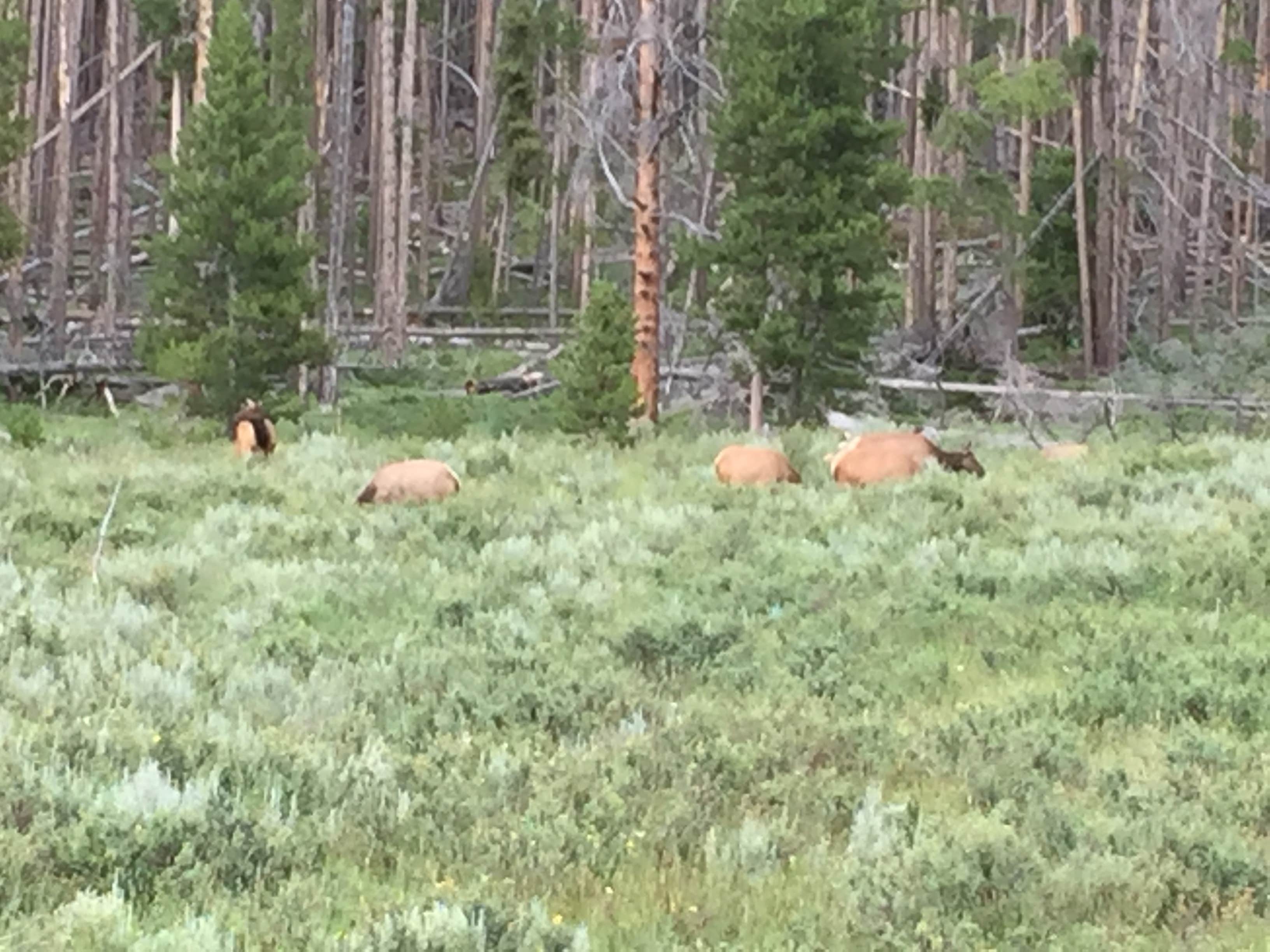Timber Creek Campground | The Dyrt