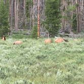 Review photo of Timber Creek Campground — Rocky Mountain National Park by Sam B., July 3, 2020